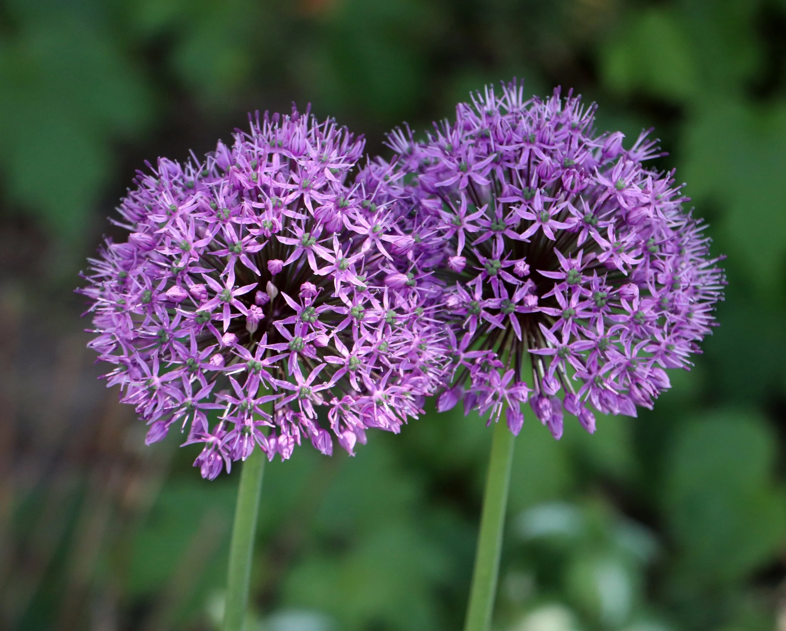 Purple Globe