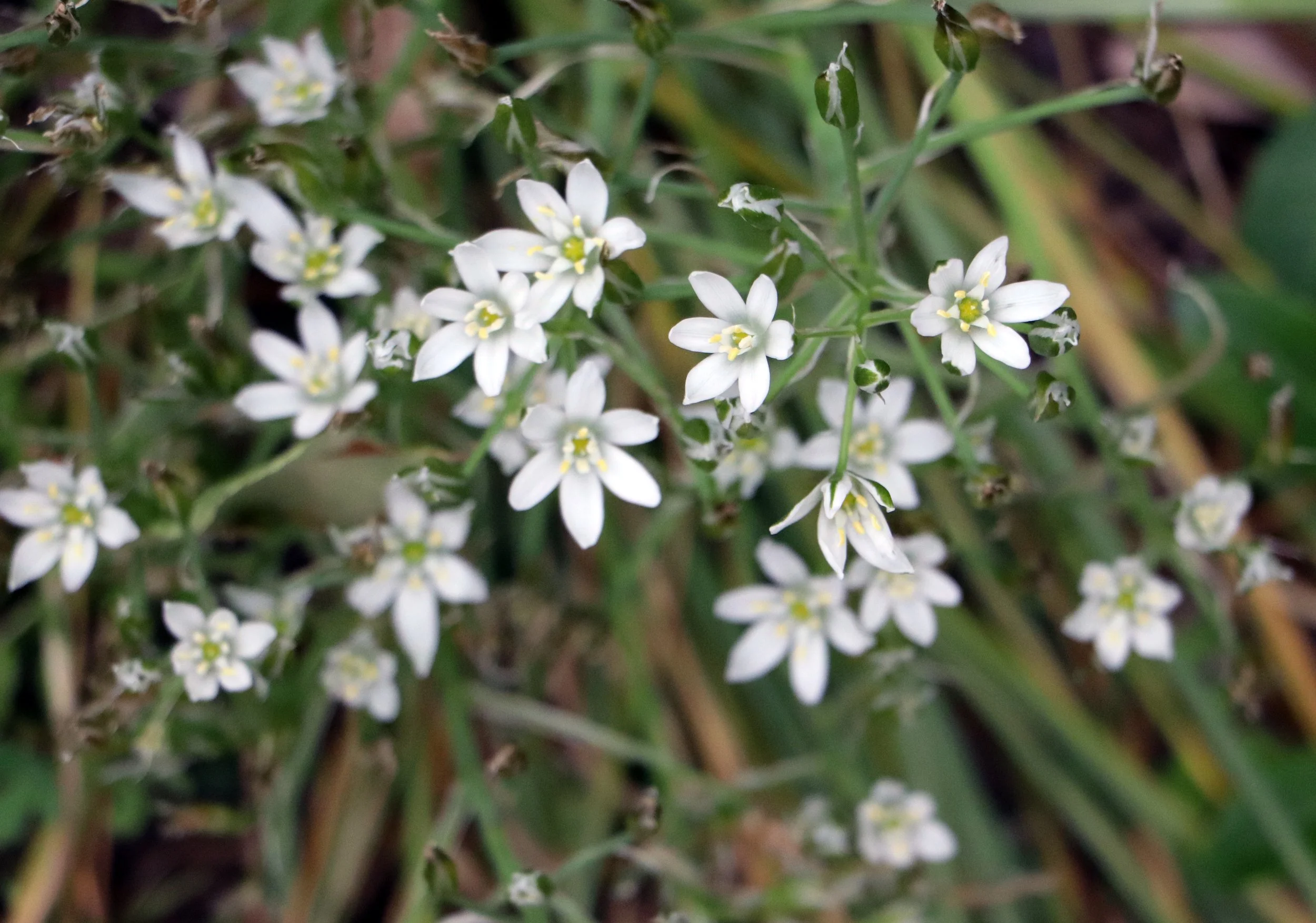 White Tiny Star Shaped Flowers in Marshall Michigan in Mid May