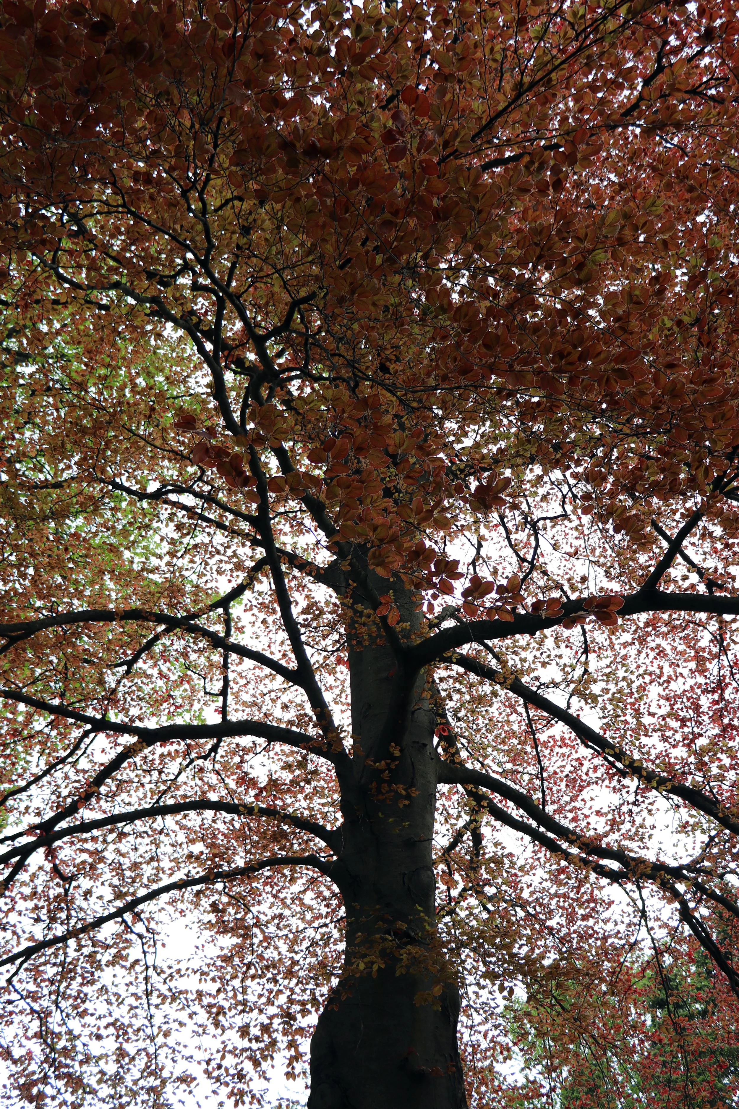 Beech Tree in Marshall Michigan