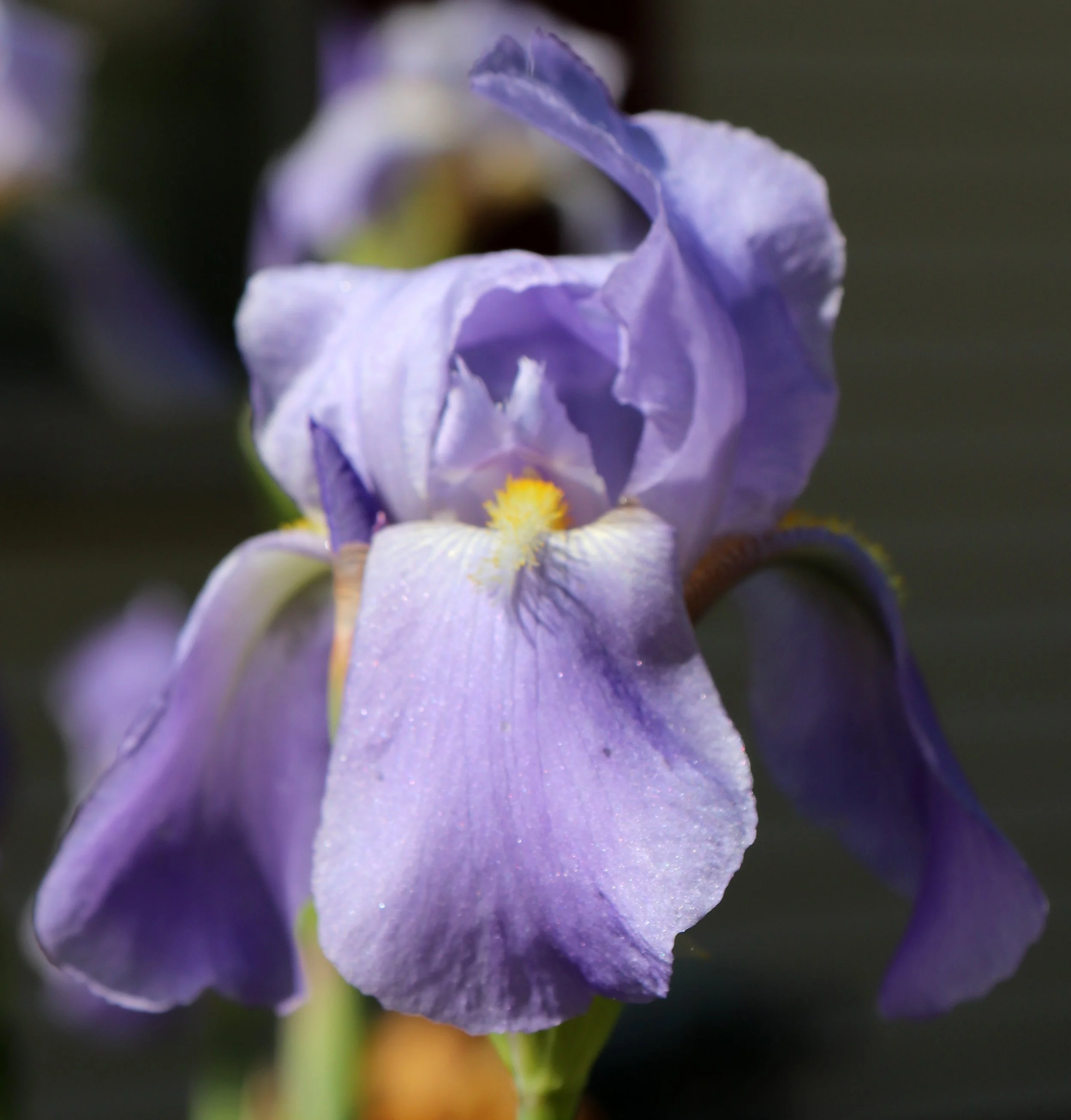 Light Purple Iris Flower Print – Elegant Fine Art Botanical Photography