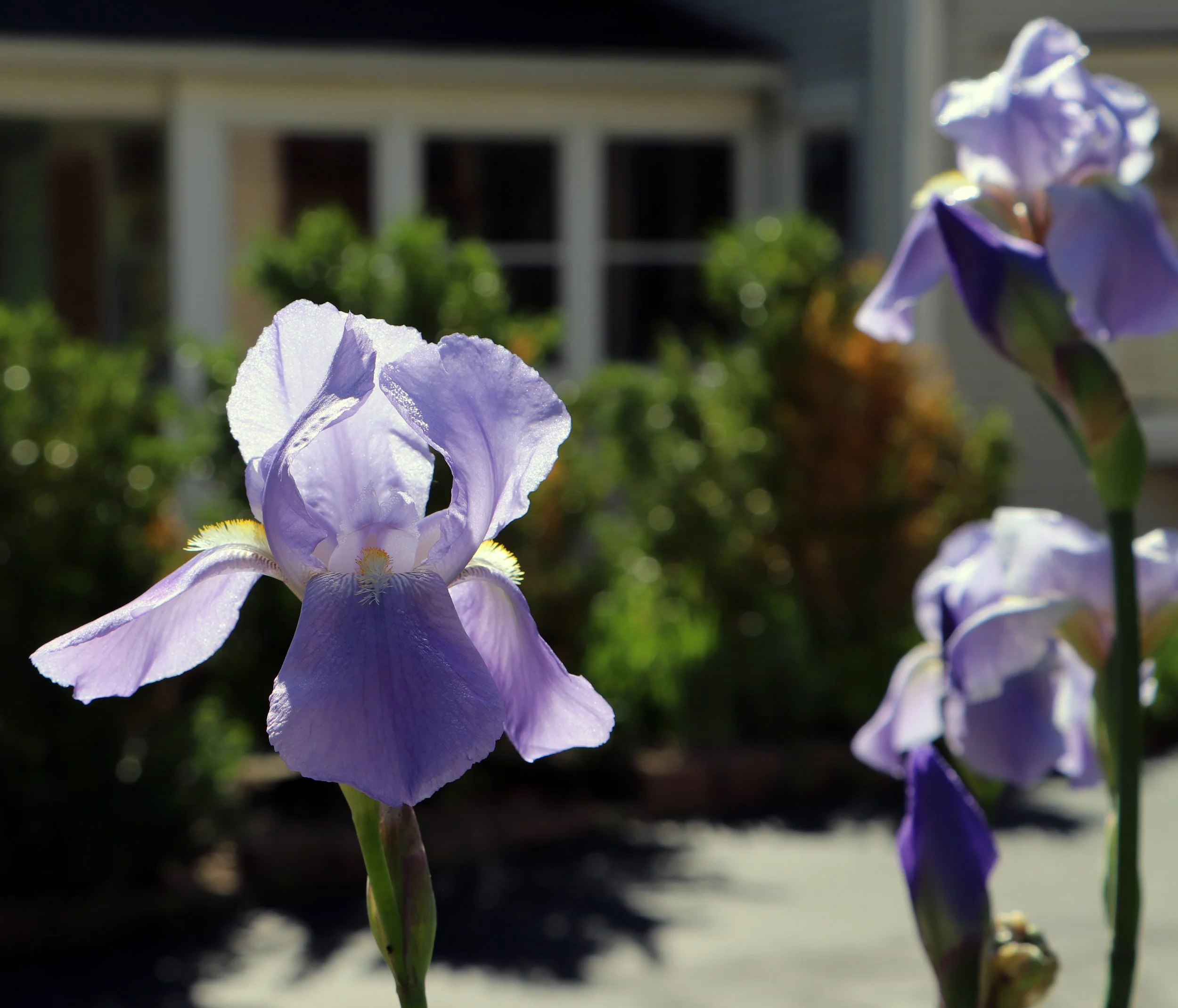 Light Purple Iris Flower Print – Elegant Fine Art Botanical Photography