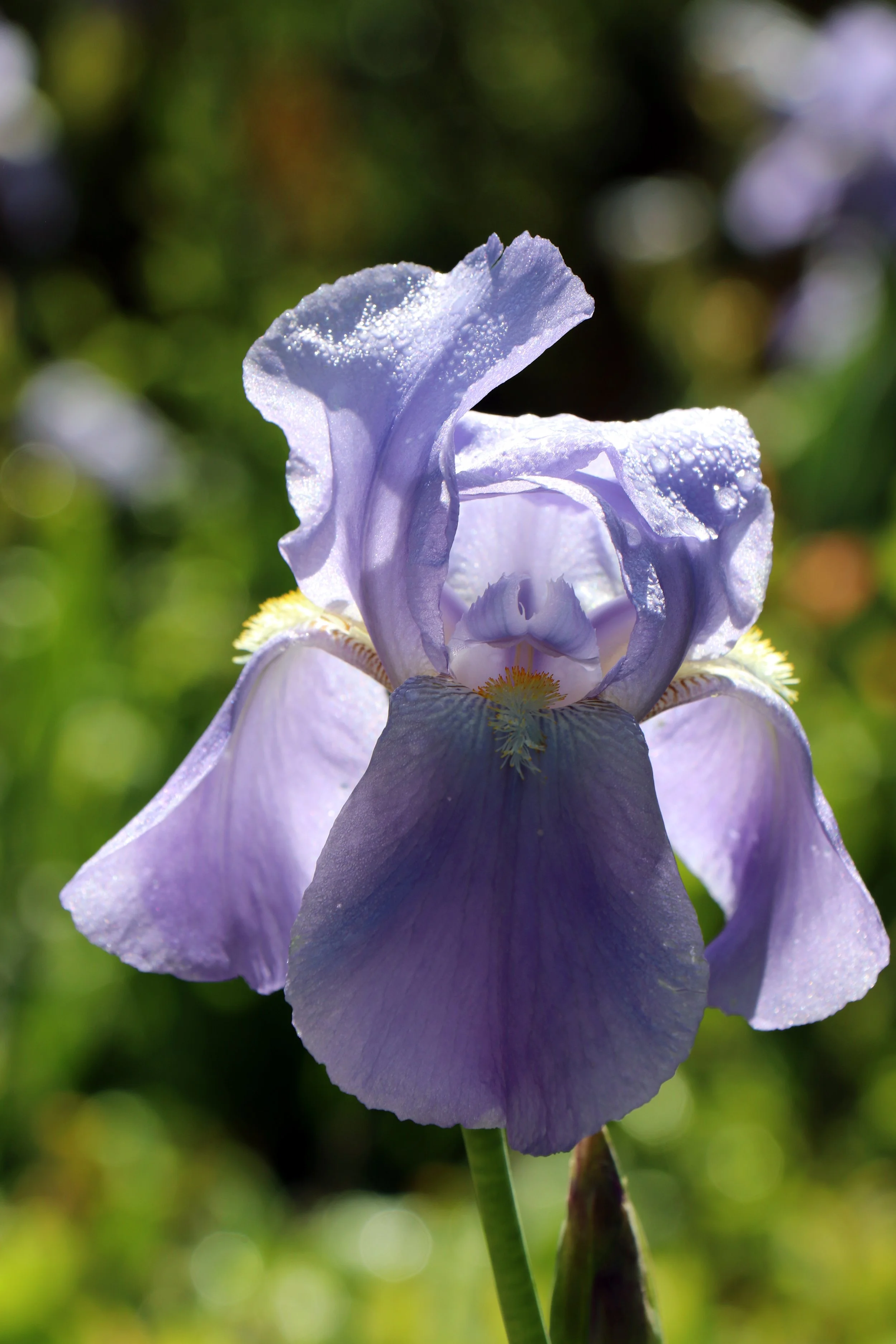 Light Purple Iris Flower Print – Elegant Fine Art Botanical Photography