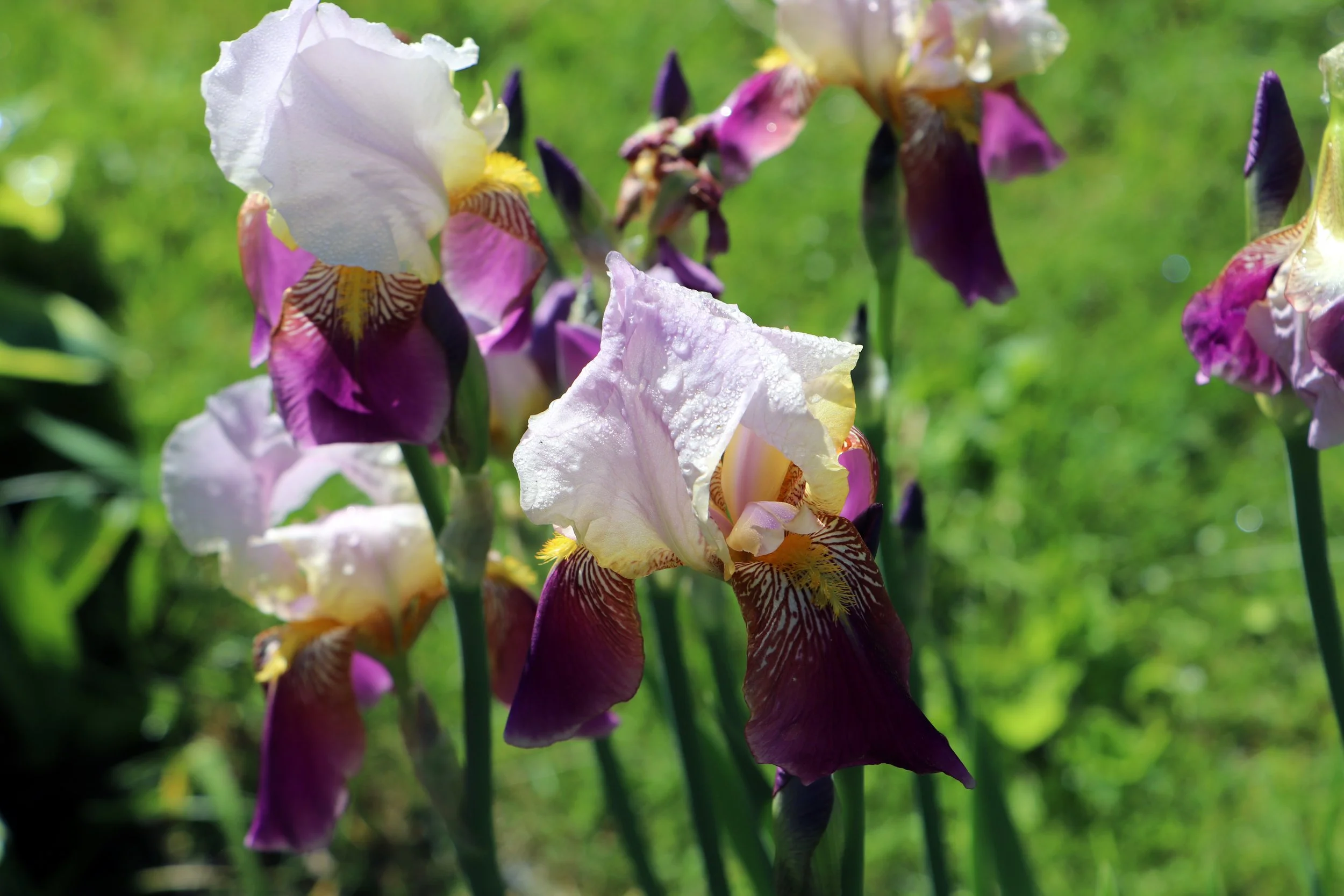 Irises