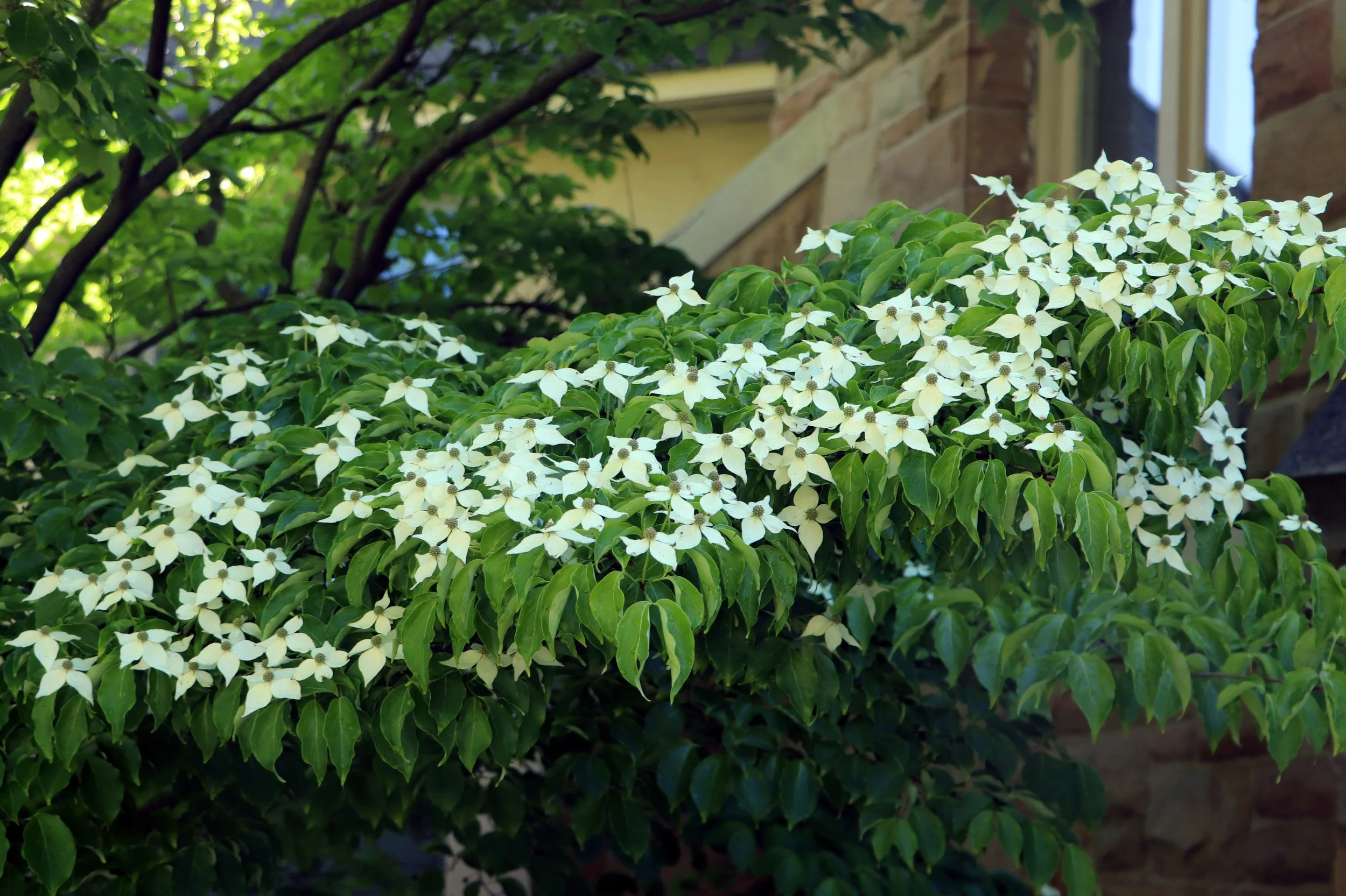 White Kousa Dogwood Tree Blossoms – Fine Art Botanical Photography