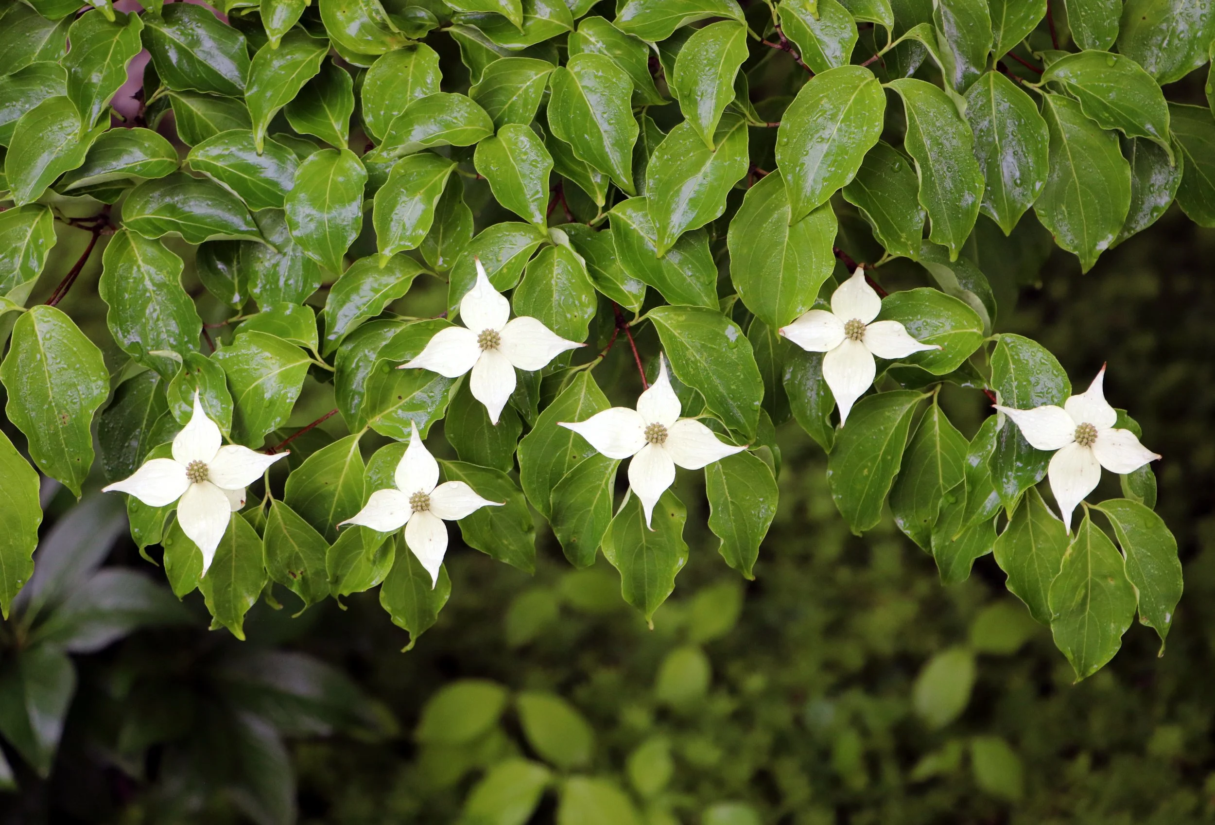 Raindrops on Dogwood – Modern Green and White Floral Wall Art