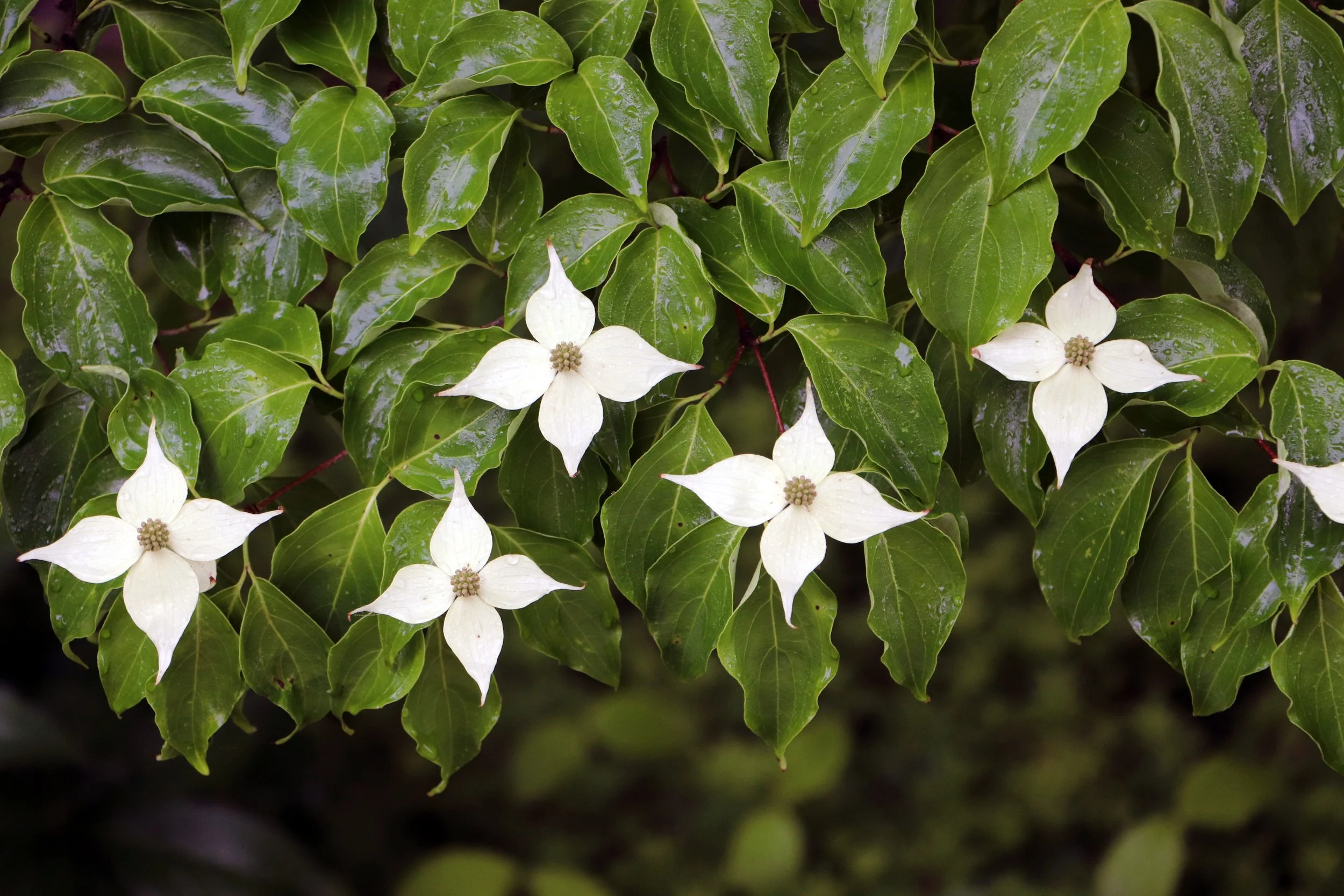 Raindrops on Dogwood – Modern Green and White Floral Wall Art