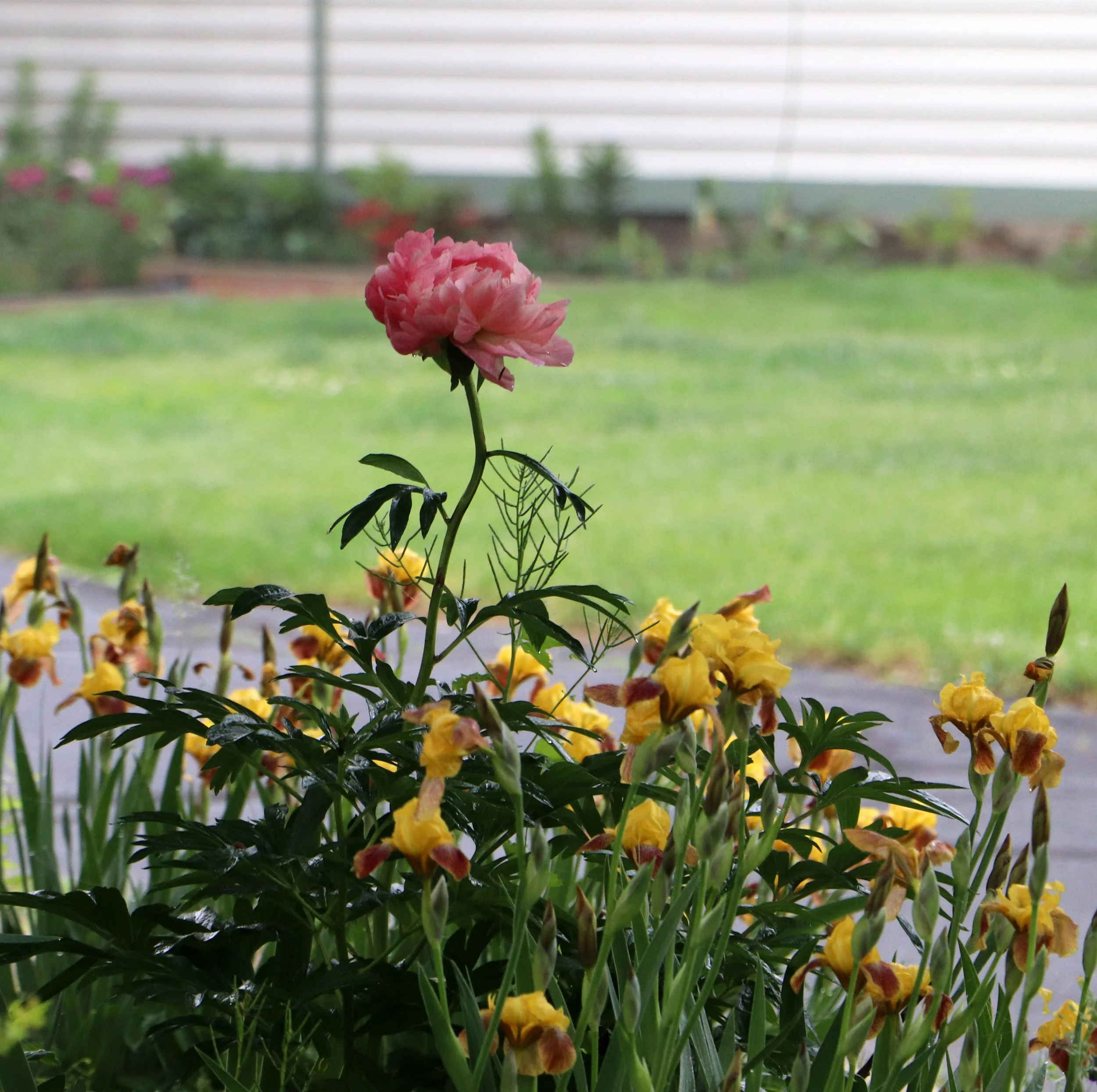 Cottage Garden Majesty – Pink Peony and Yellow Iris Landscape Photography