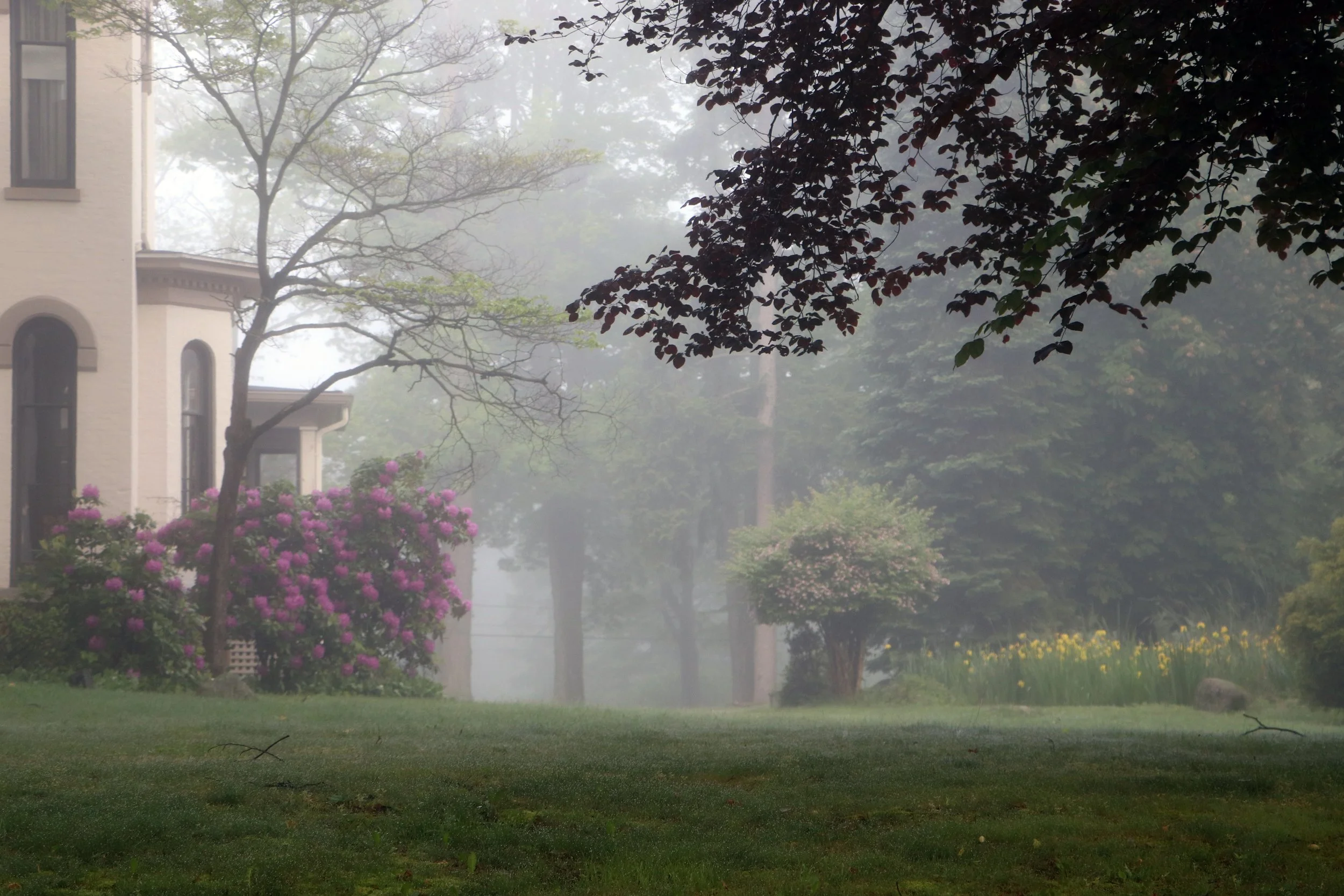 Morning in the Fog