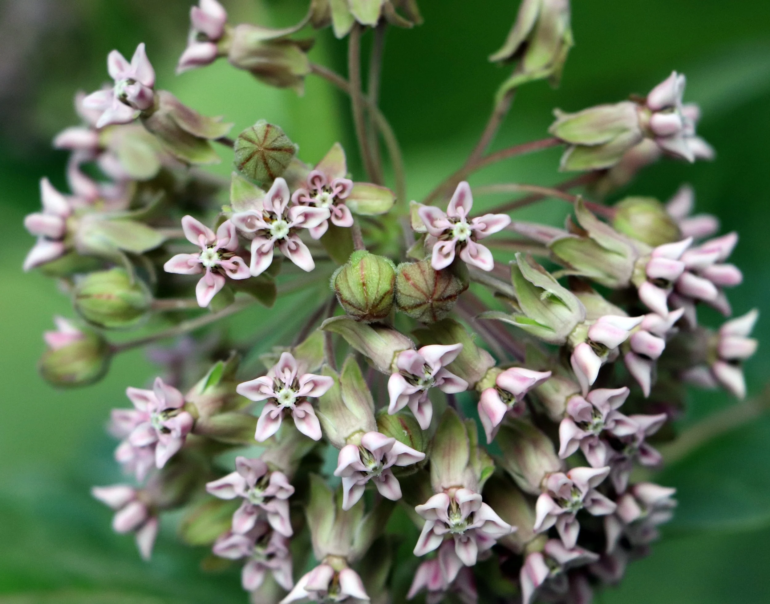 Close-up of a plant with multiple small, pale pink flowers and green buds, set against a blurred green background.