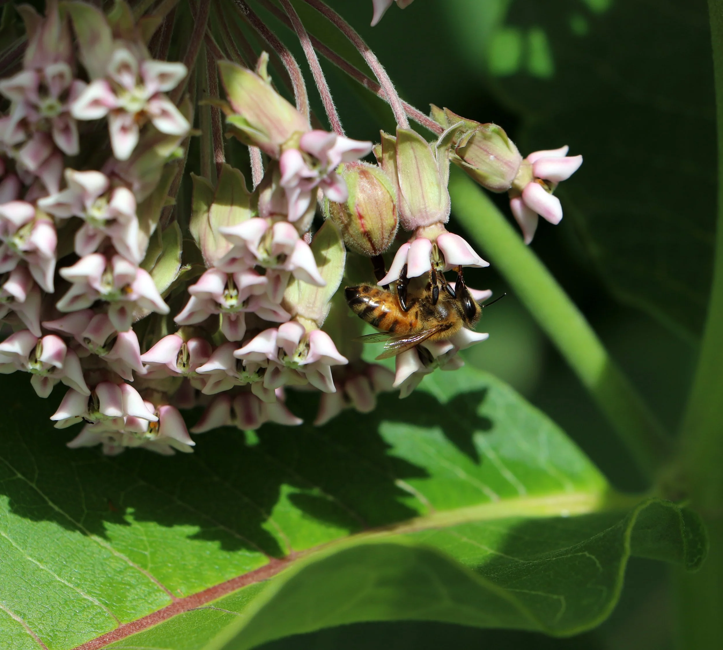Magical Milkweed