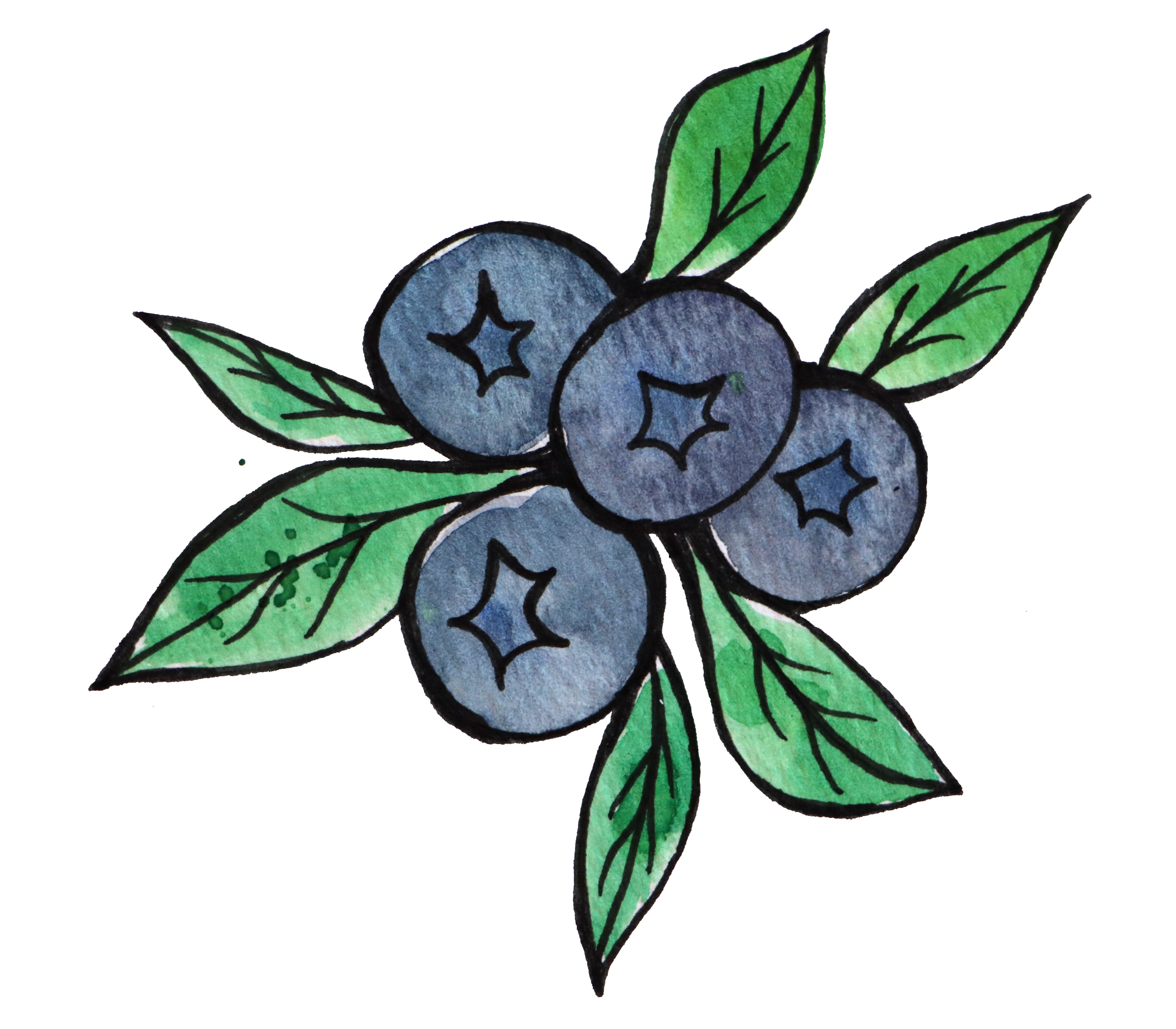 Hand-drawn illustration of blueberries with green leaves, watercolored in shades of blue and green.