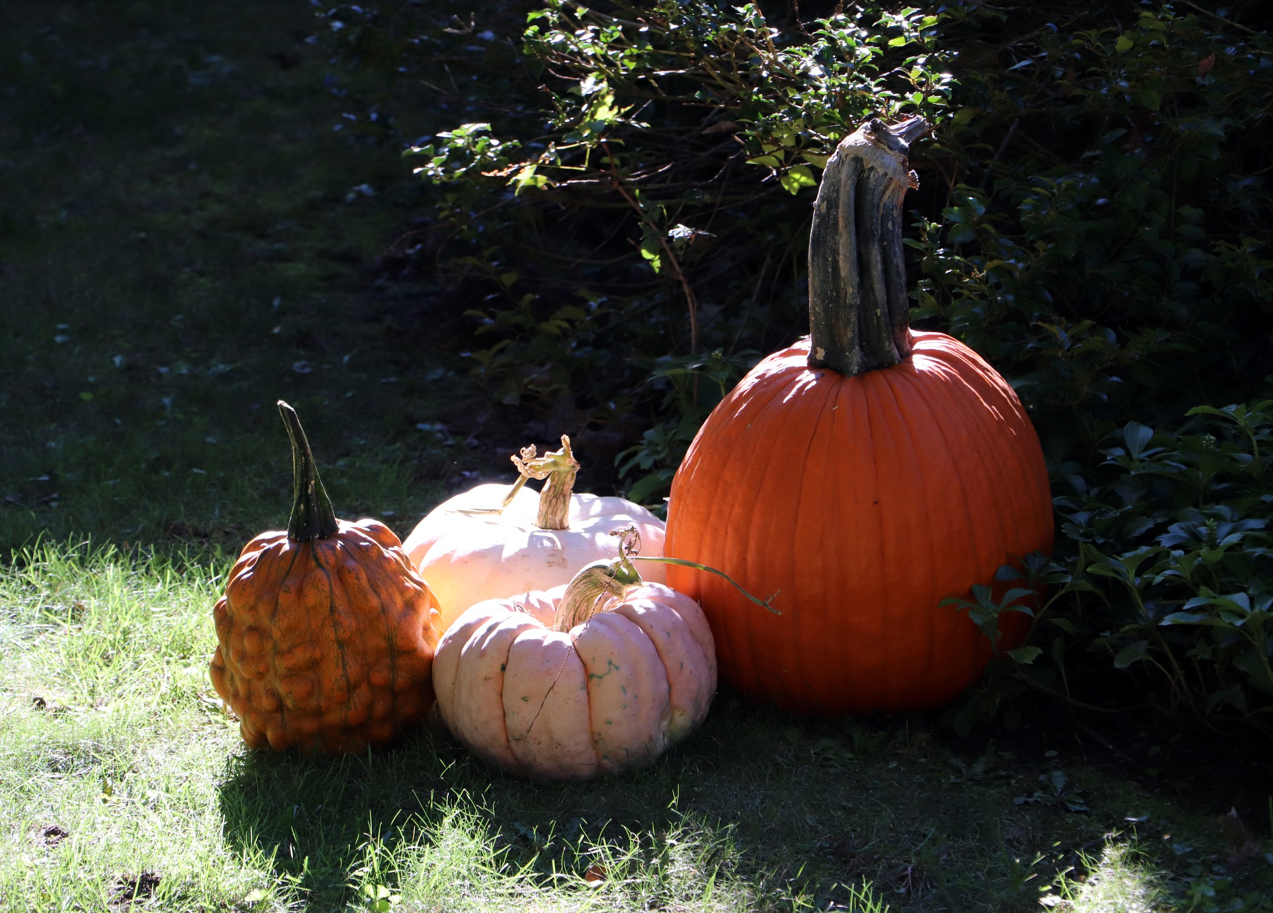 IMG_9083.JPG