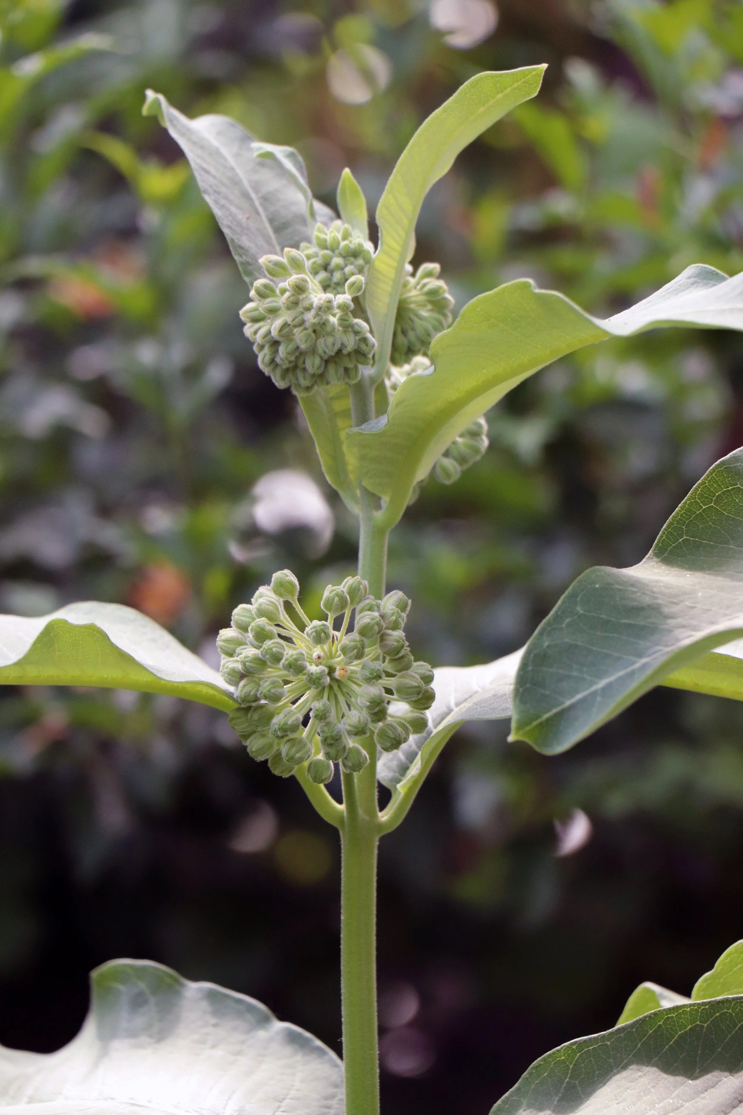 Milkweed