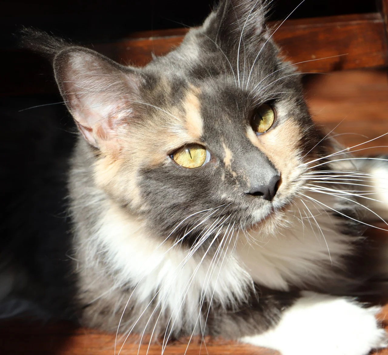 Looking for a charming feline companion? Consider a Boughei Maine Coon cat, renowned for their intelligence and affectionate demeanor, or perhaps a stunning dilute calico - a perfect addition to your Caturday festivities.