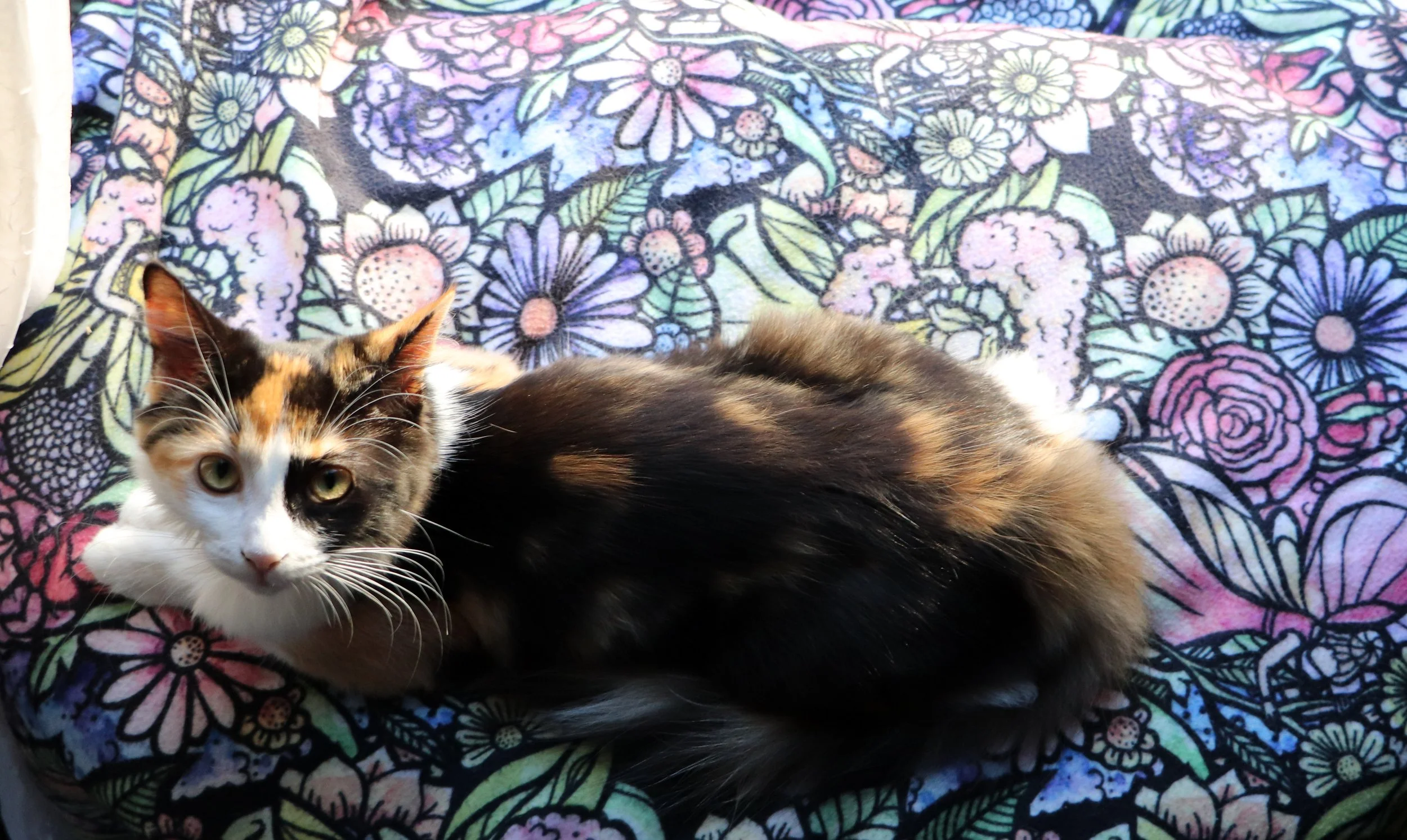 Calico Cat Blanket