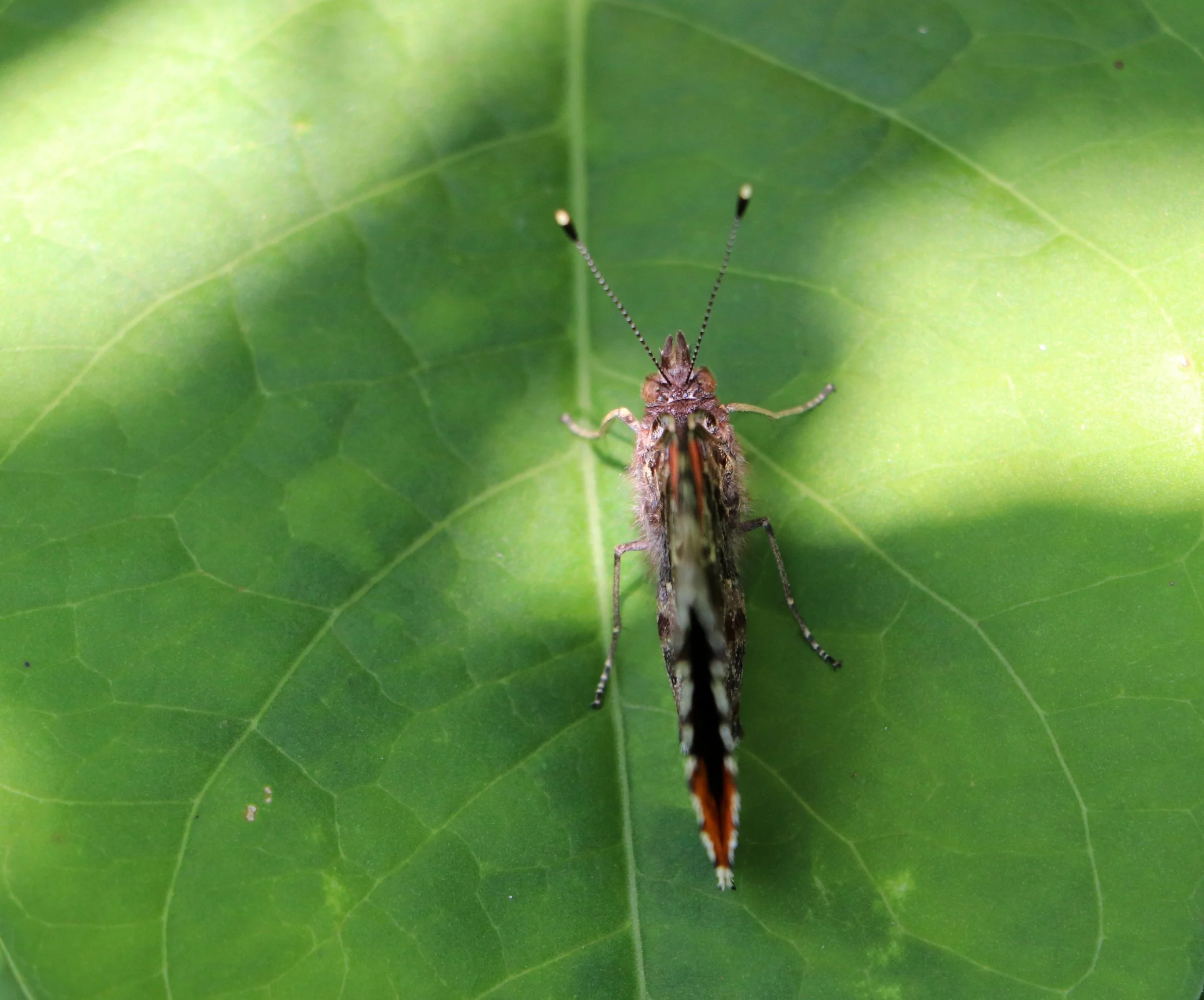 Close-up photographs of a Red Admiral butterfly (Vanessa atalanta) resting on vibrant green leaves, showcasing its striking black, orange, and white wing patterns. Captured in natural sunlight with detailed textures visible in both the butterfly and 