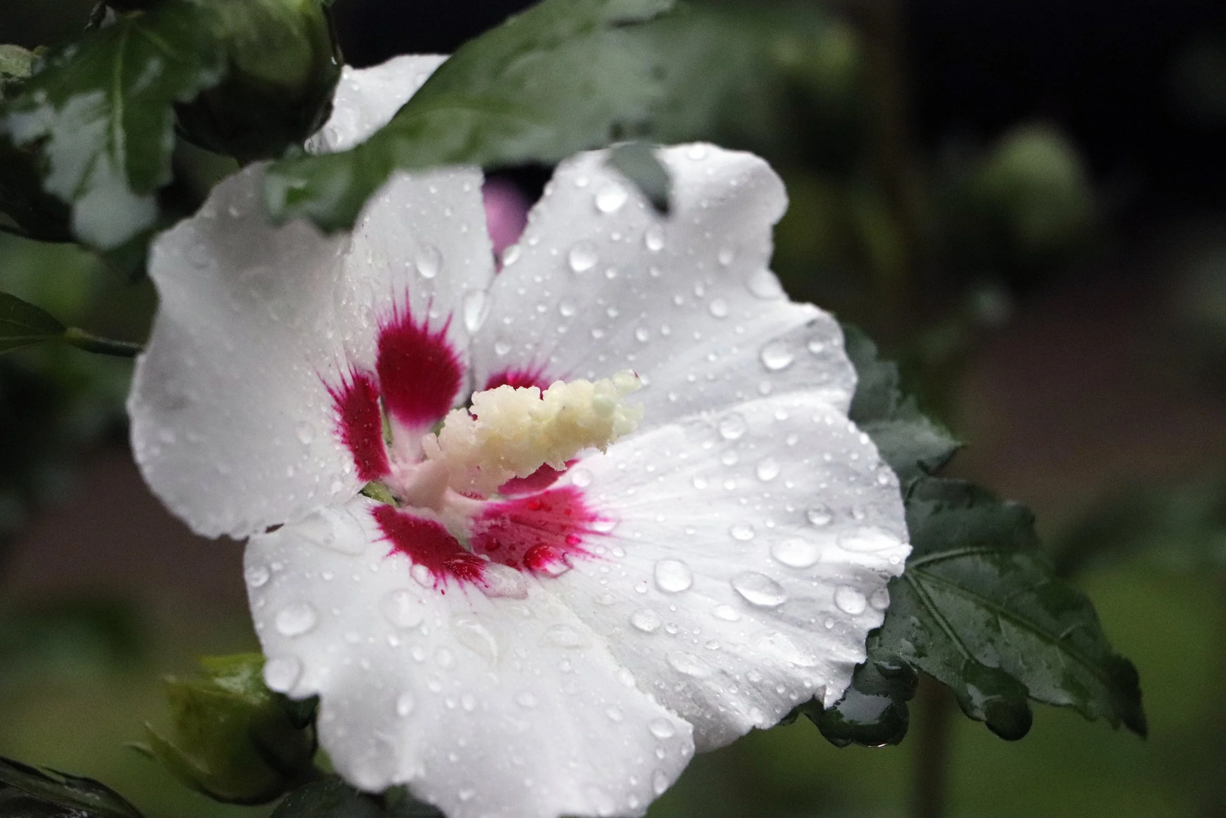 Close-up of a  rose of sharon  white flower with pink and red markings, covered in water droplets, surrounded by green leaves.