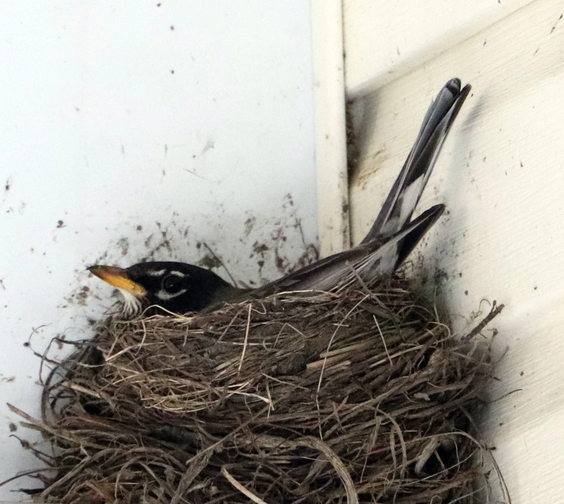 A bird sitting in a nest made of twigs and grass, located at the corner of a wall and ceiling.