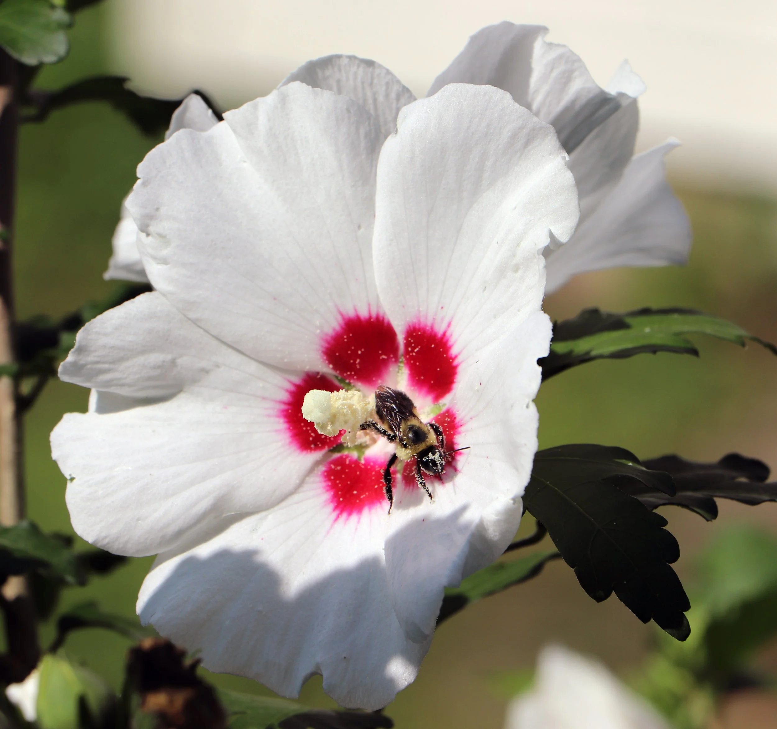 Bee in Hibiscus