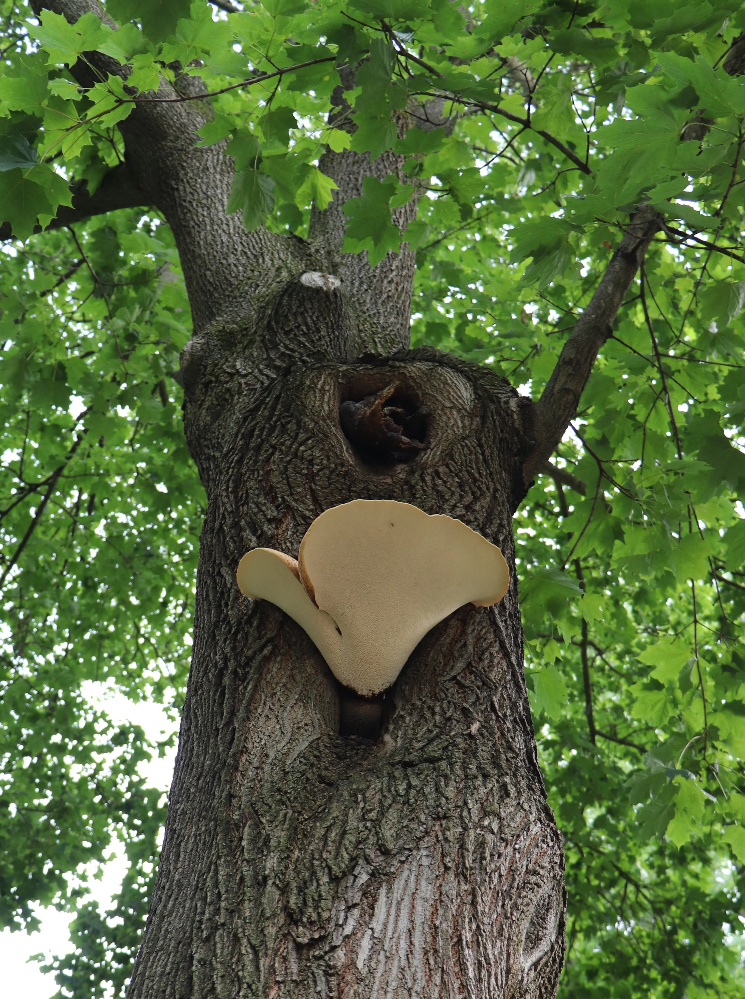 
The Dryad’s Saddle, a fascinating mushroom and unique fungus, enchants both foragers and nature lovers alike. Found on hardwood trees, this polypore fungus boasts a saddle-like shape and delicate, earthy aroma. Also known as Pheasant’s Back, it thri