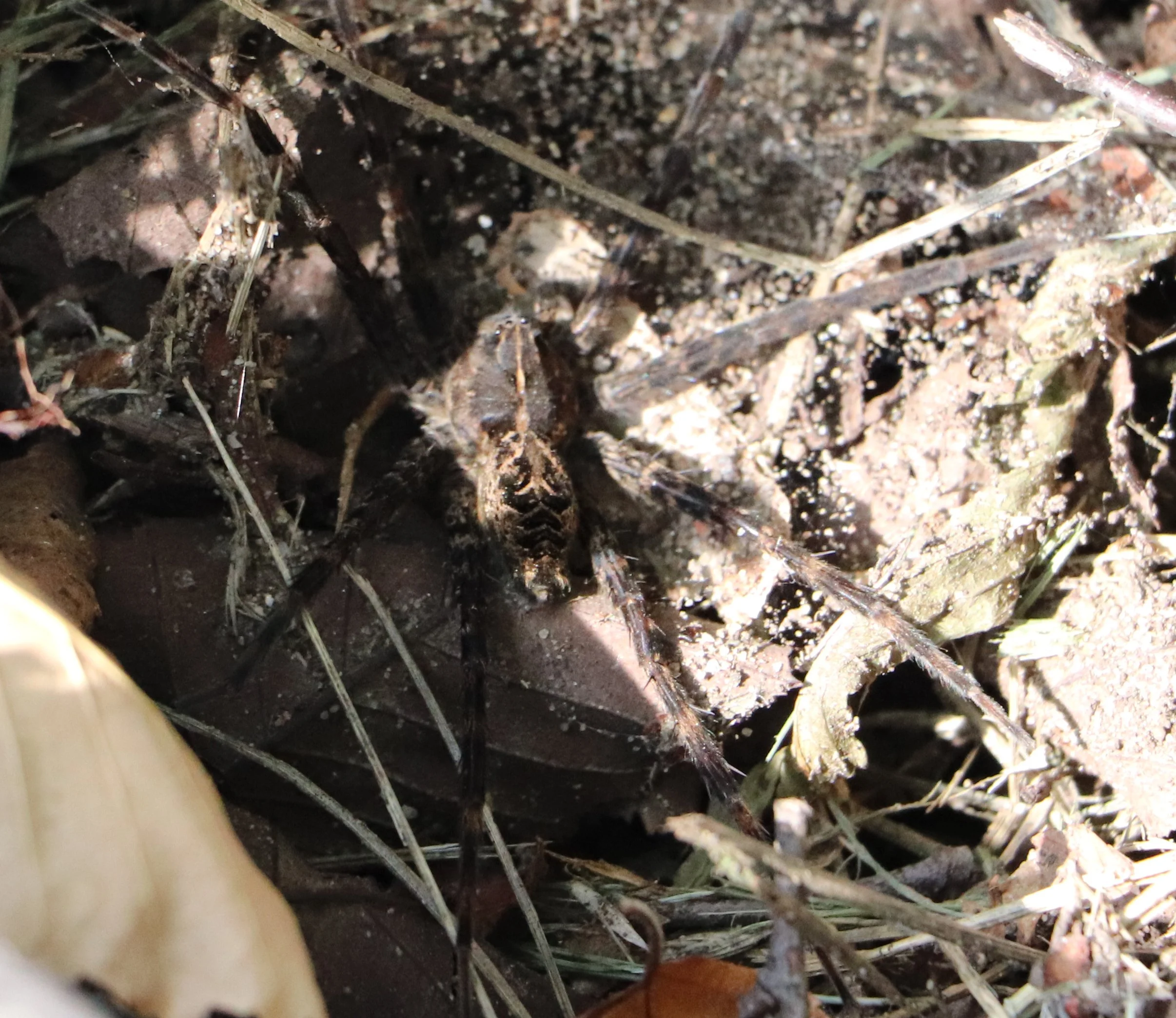 Striped Fishing Spider