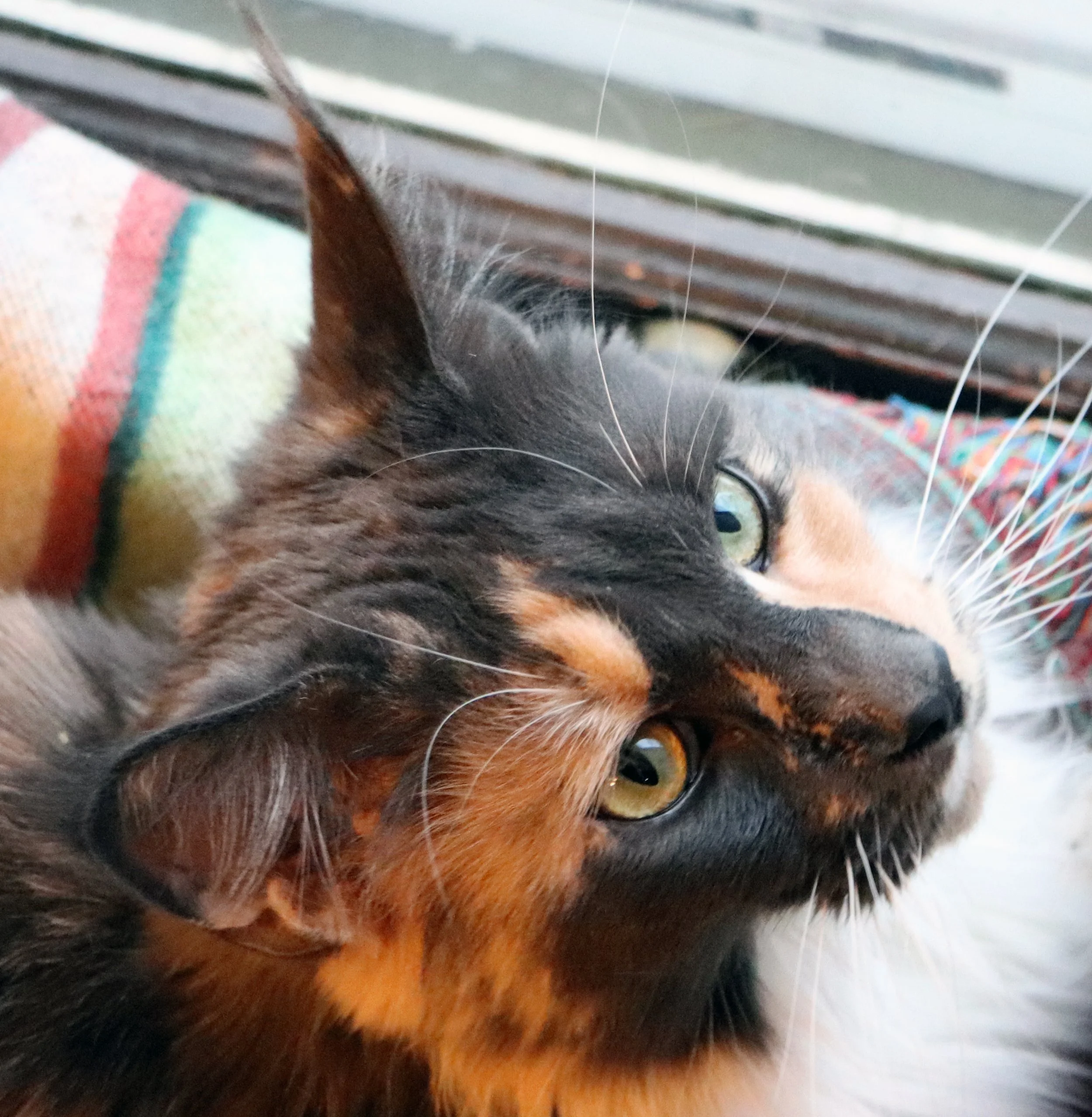 Dilute calico maine coon cat