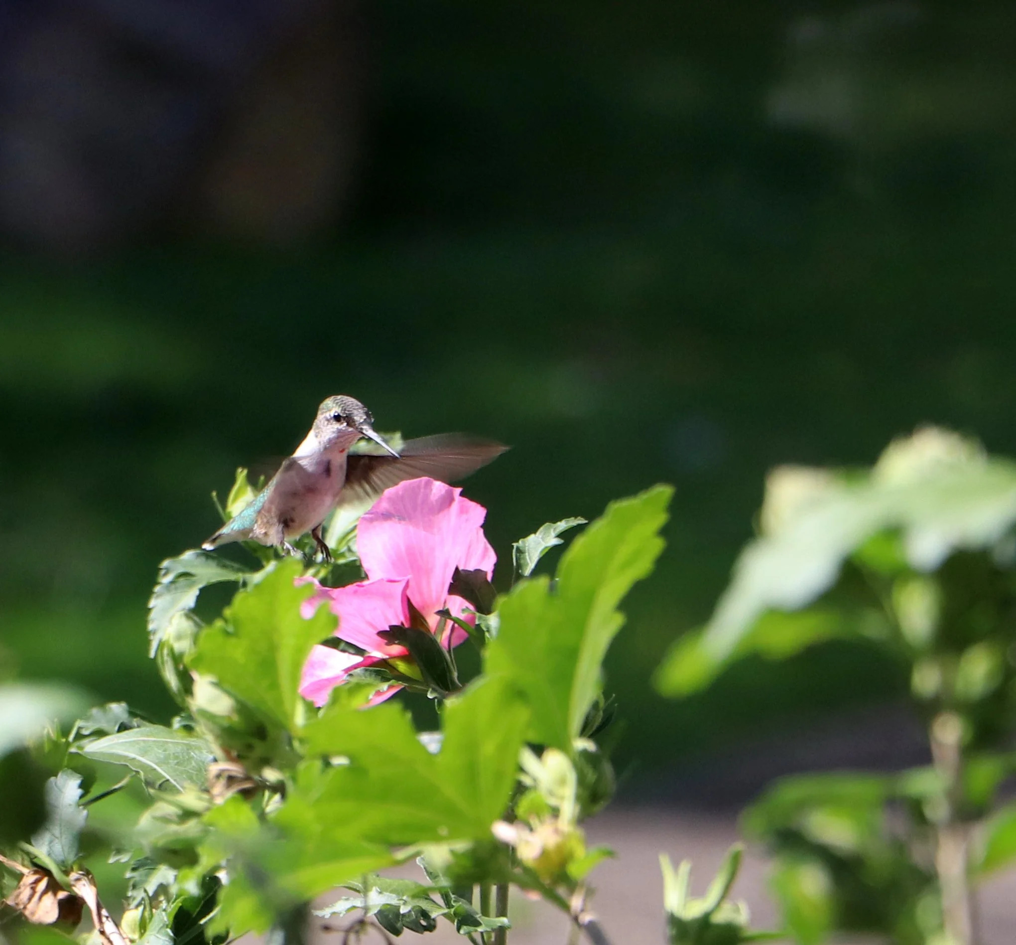 Ruby Throated Hummingbird