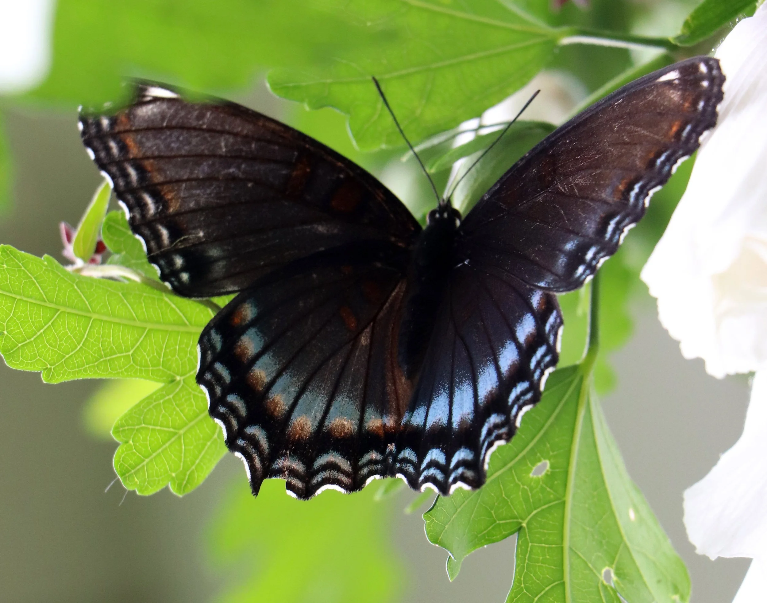 Black butterfly with blue and orange markings on green leaves.