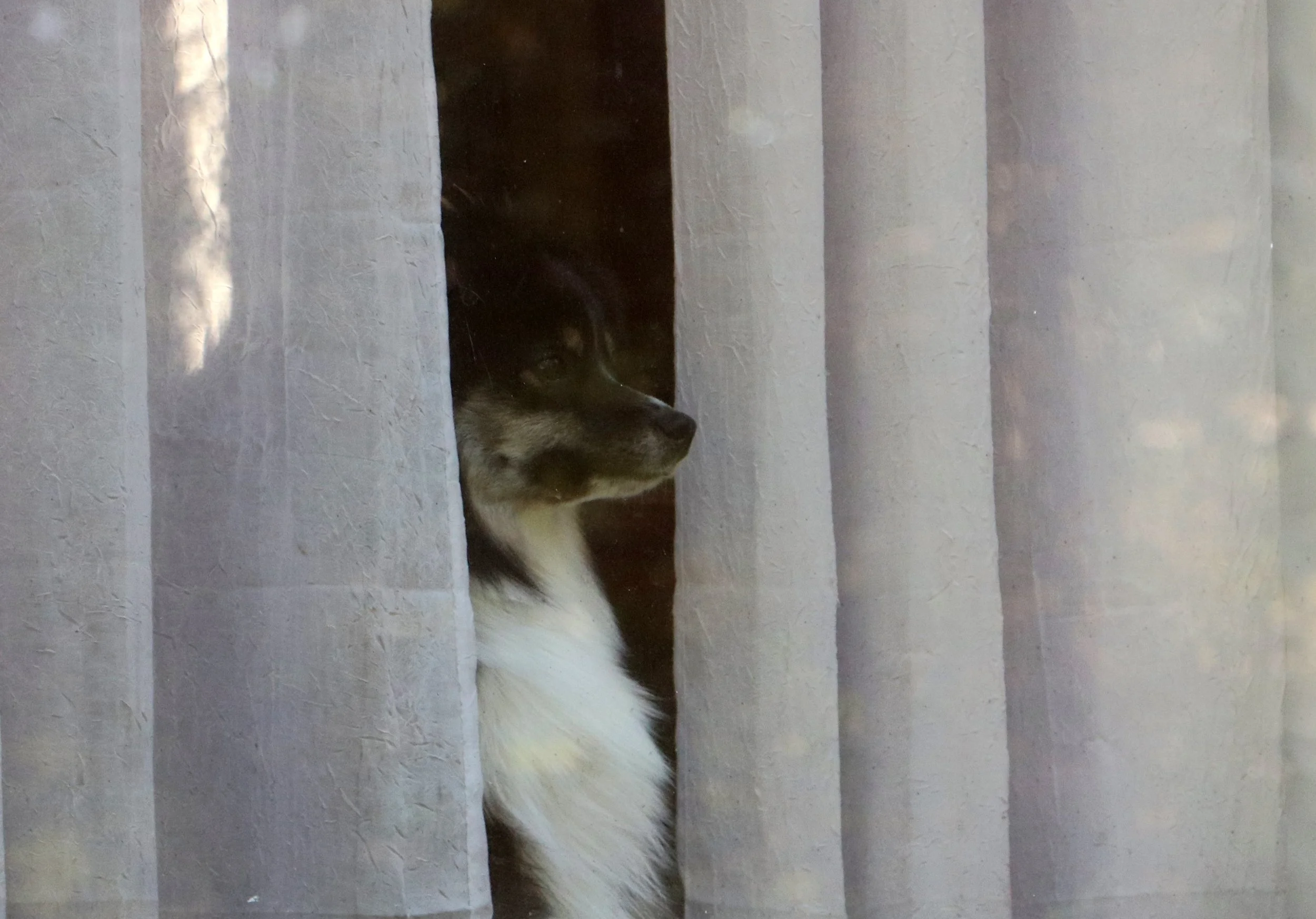 Dog peering through window curtains.