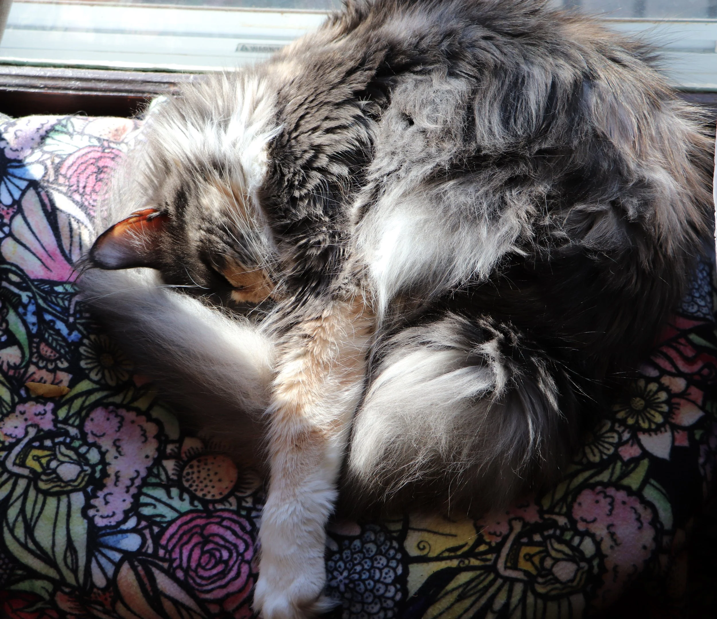 Grey Dilute Calico Maine Coon Cat 