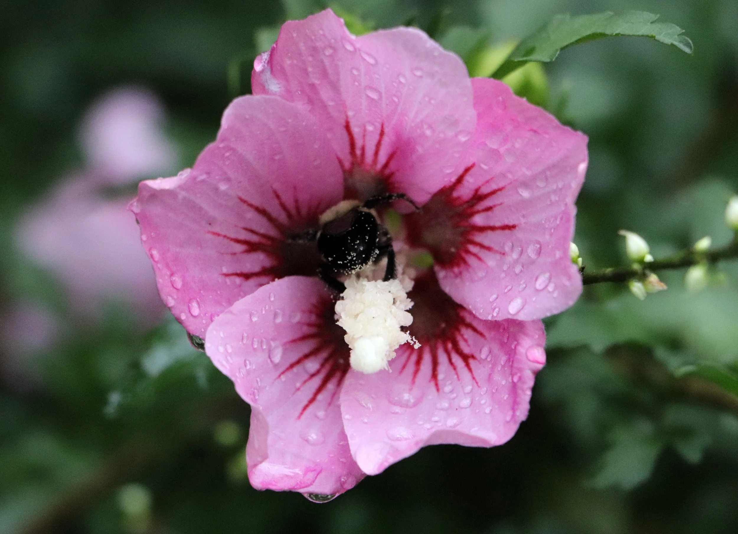 Close-up of a pink flower with water droplets on its petals, a black bee collecting pollen from the white center.