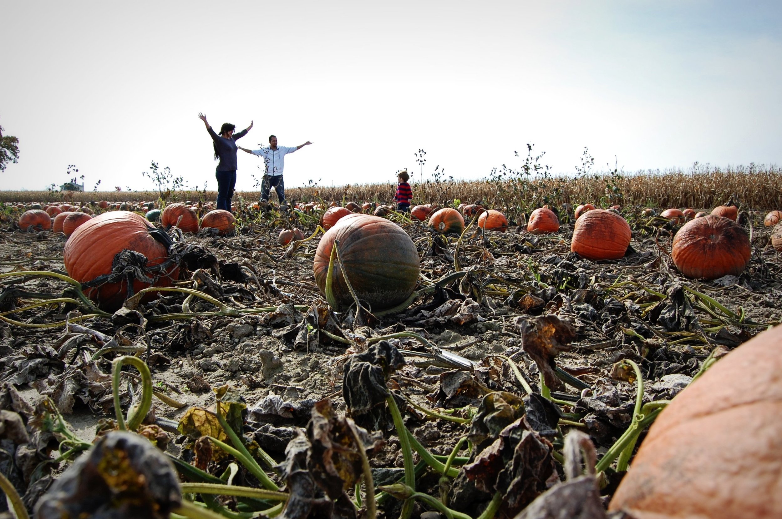 Pumpkin Patch