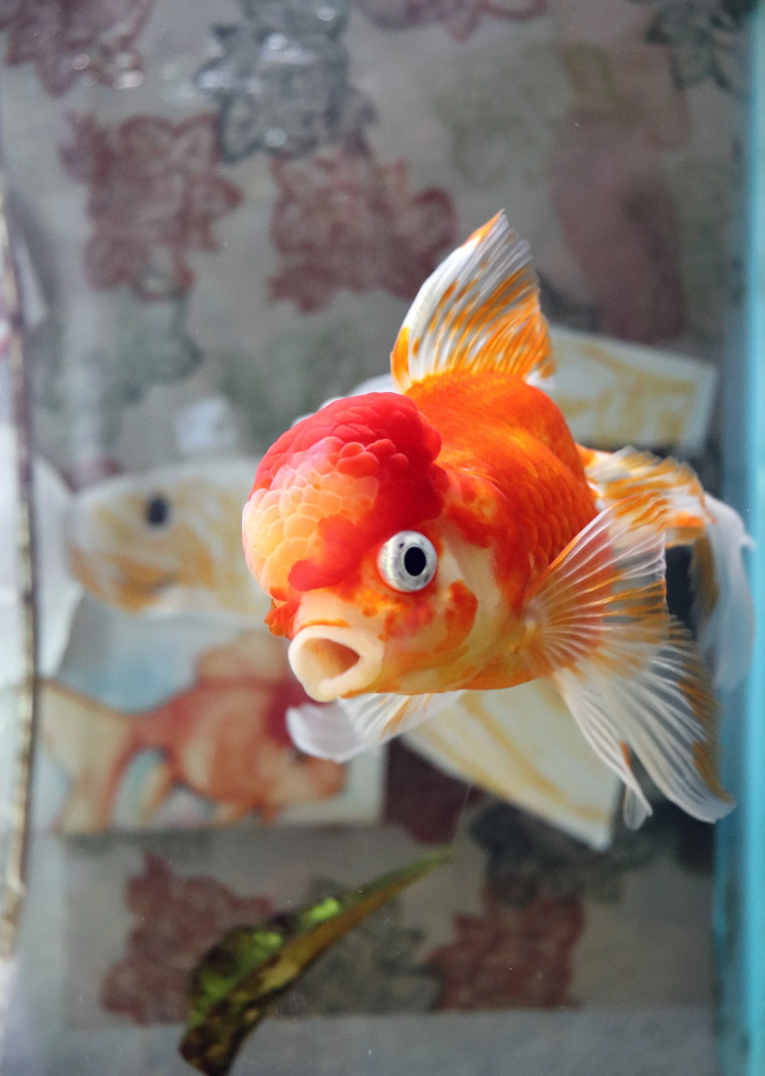 A brightly colored goldfish with a prominent head growth (wen) swimming in an aquarium.
