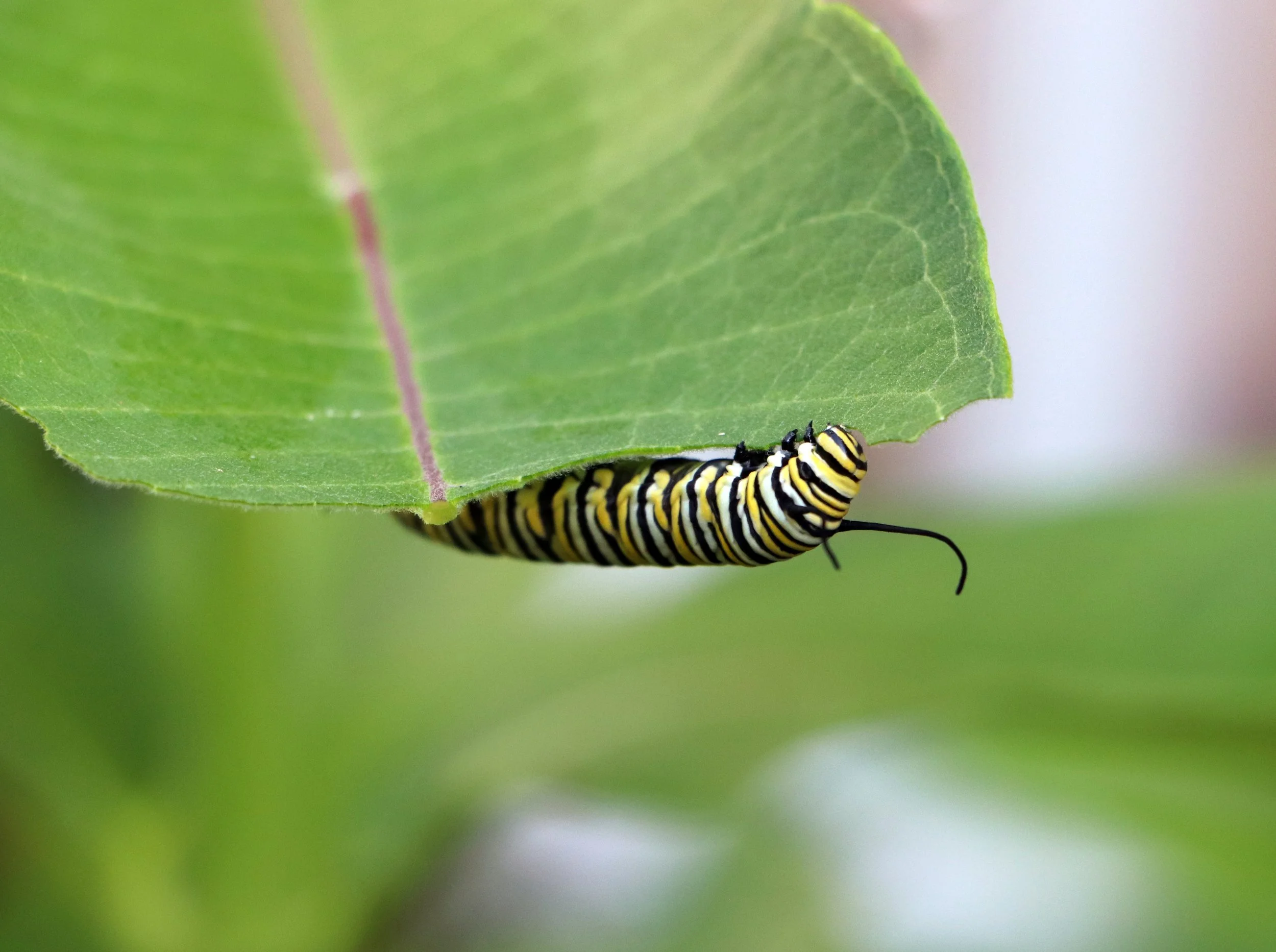 A close-up of a yellow and black caterpillar hanging underneath a green leaf.