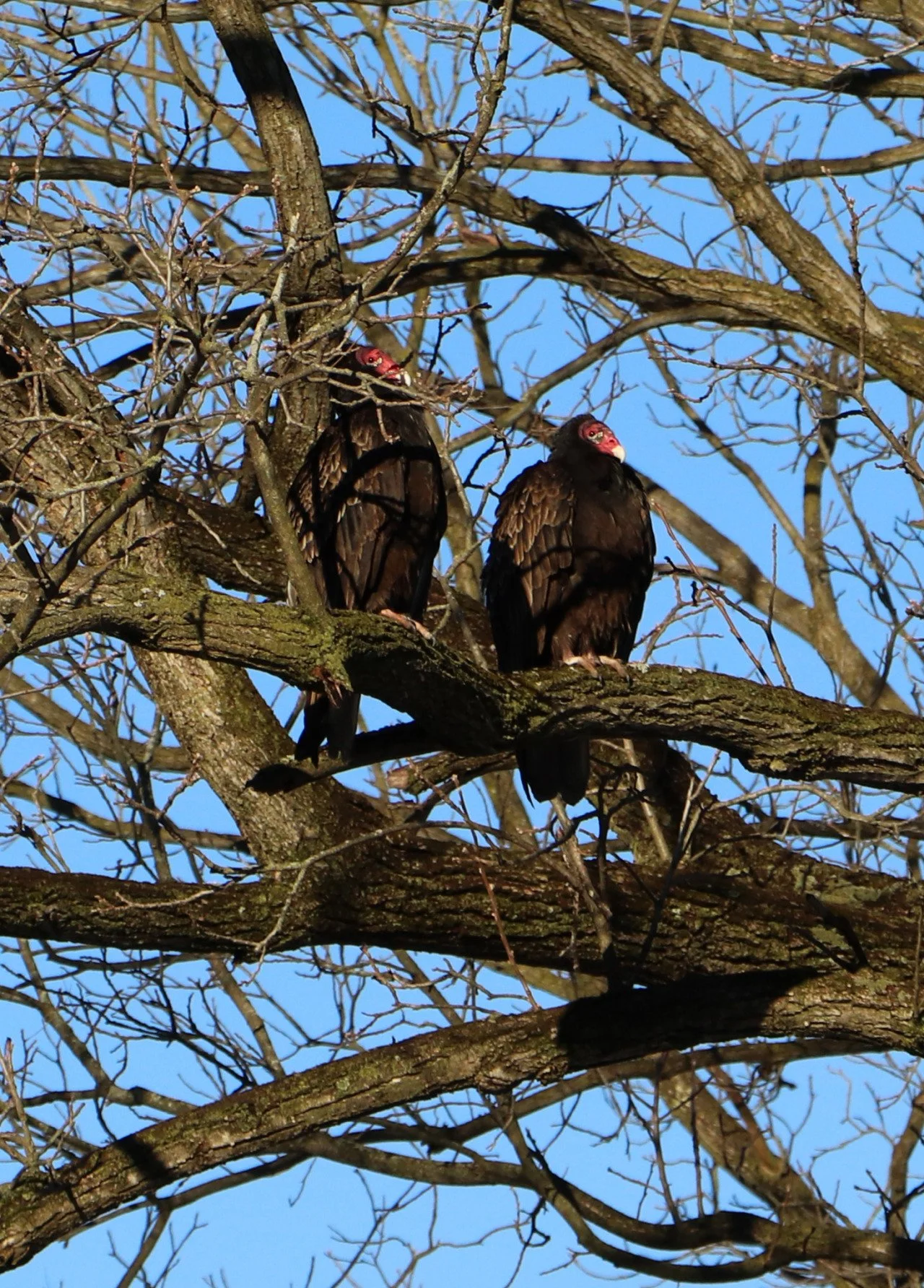 "Birds teach us that unity is strength, as they flock together in harmonious formations, sharing the skies and supporting one another."