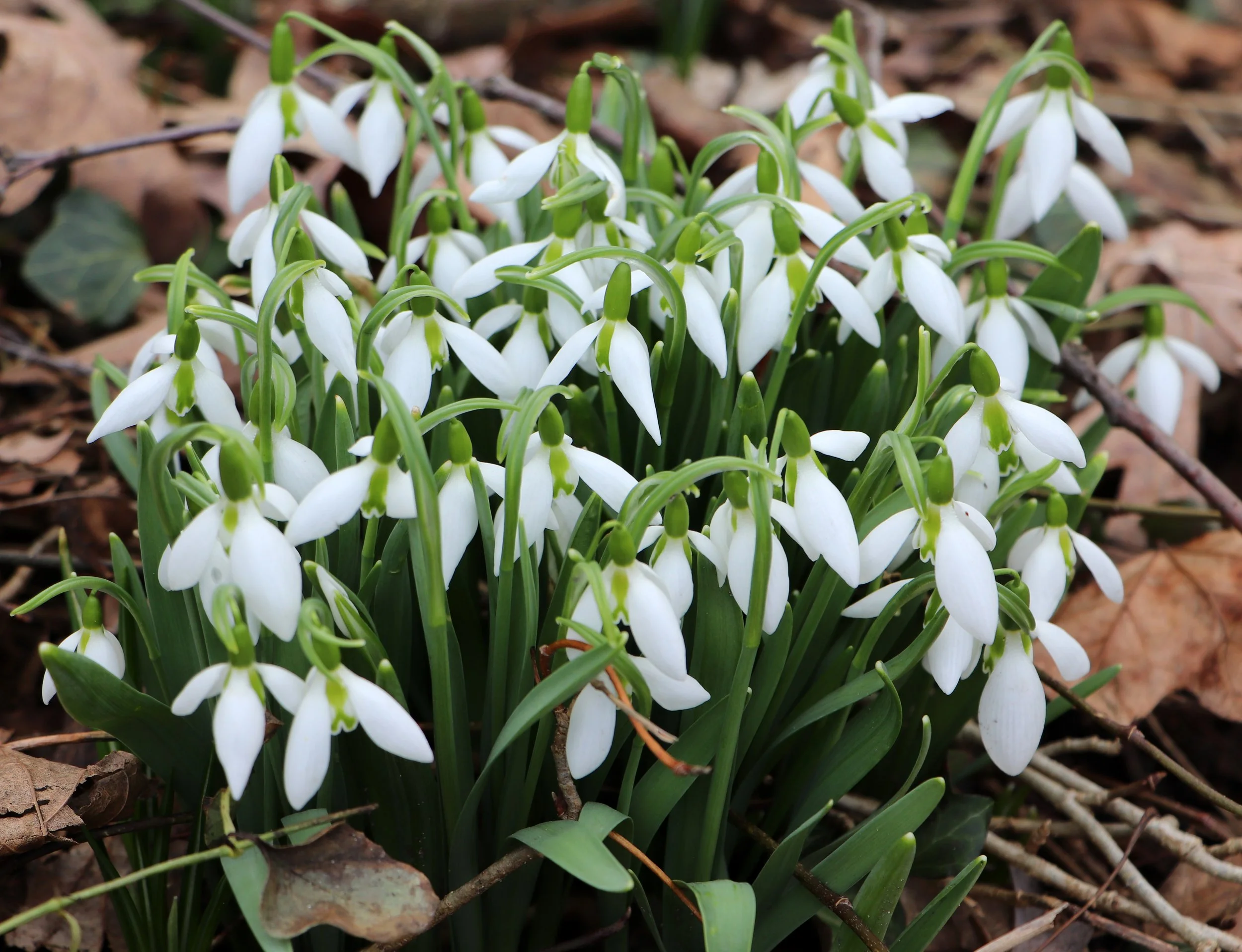 spring snowdrop flowers