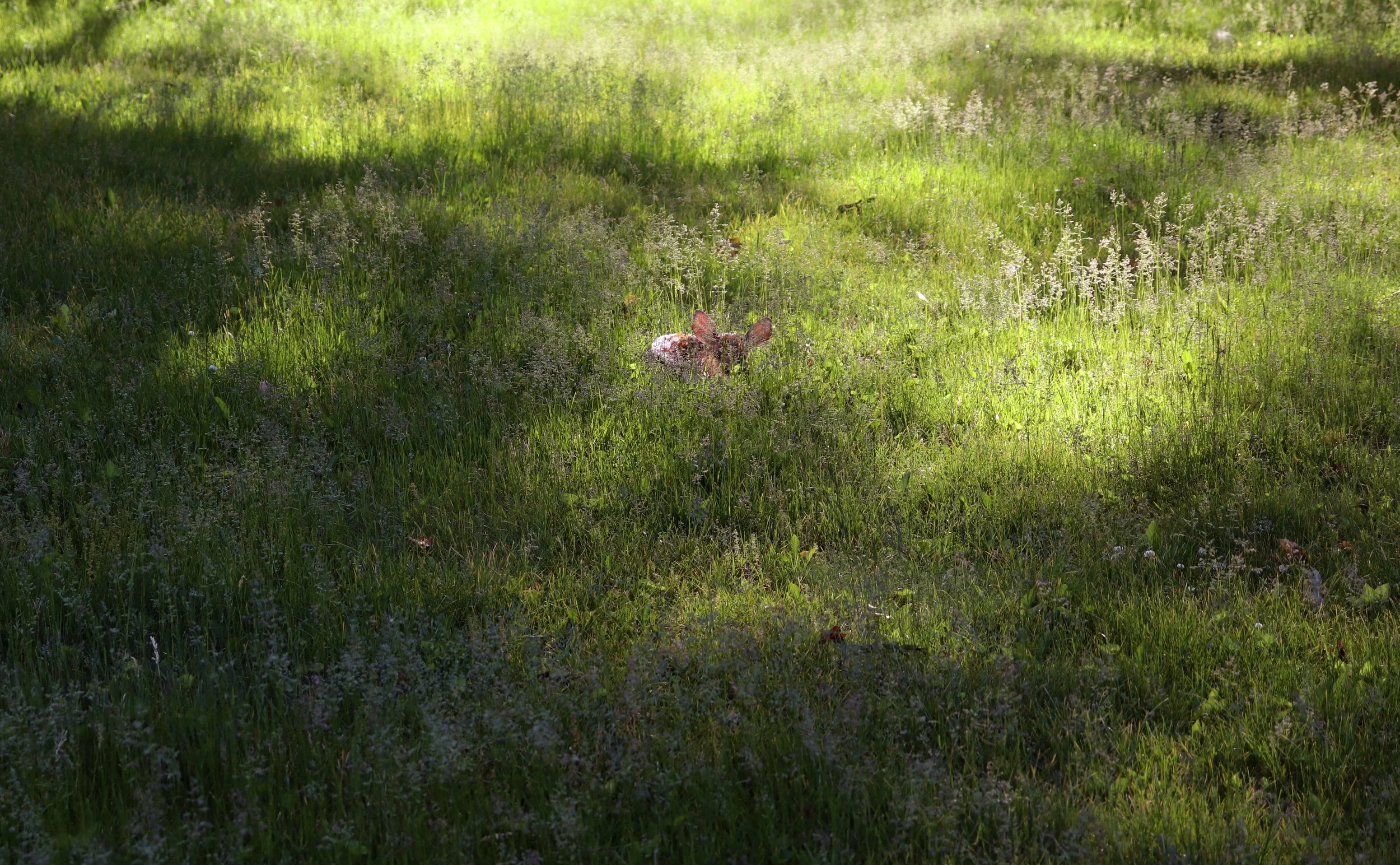 A grassy field with patches of sunlight and shadows, and small white flowers scattered throughout.