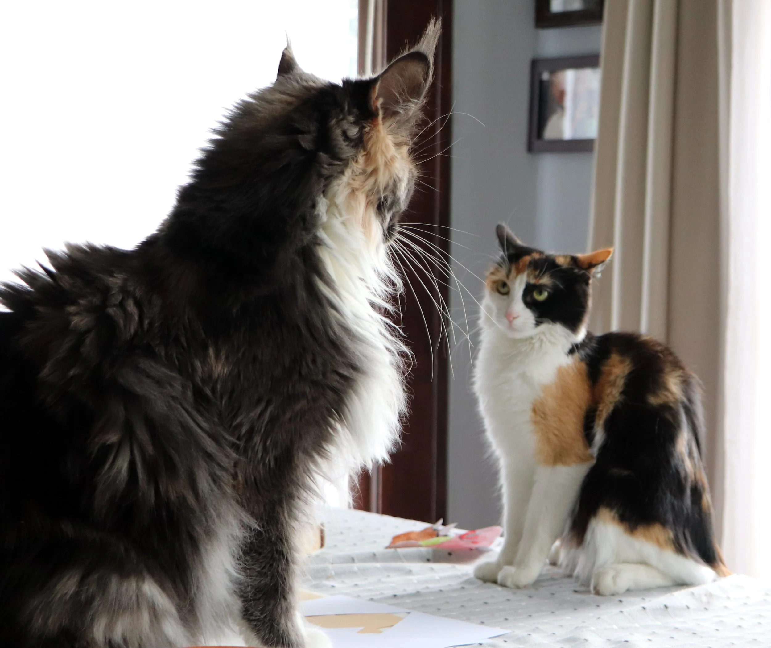 Grey Dilute Calico Maine Coon Cat 