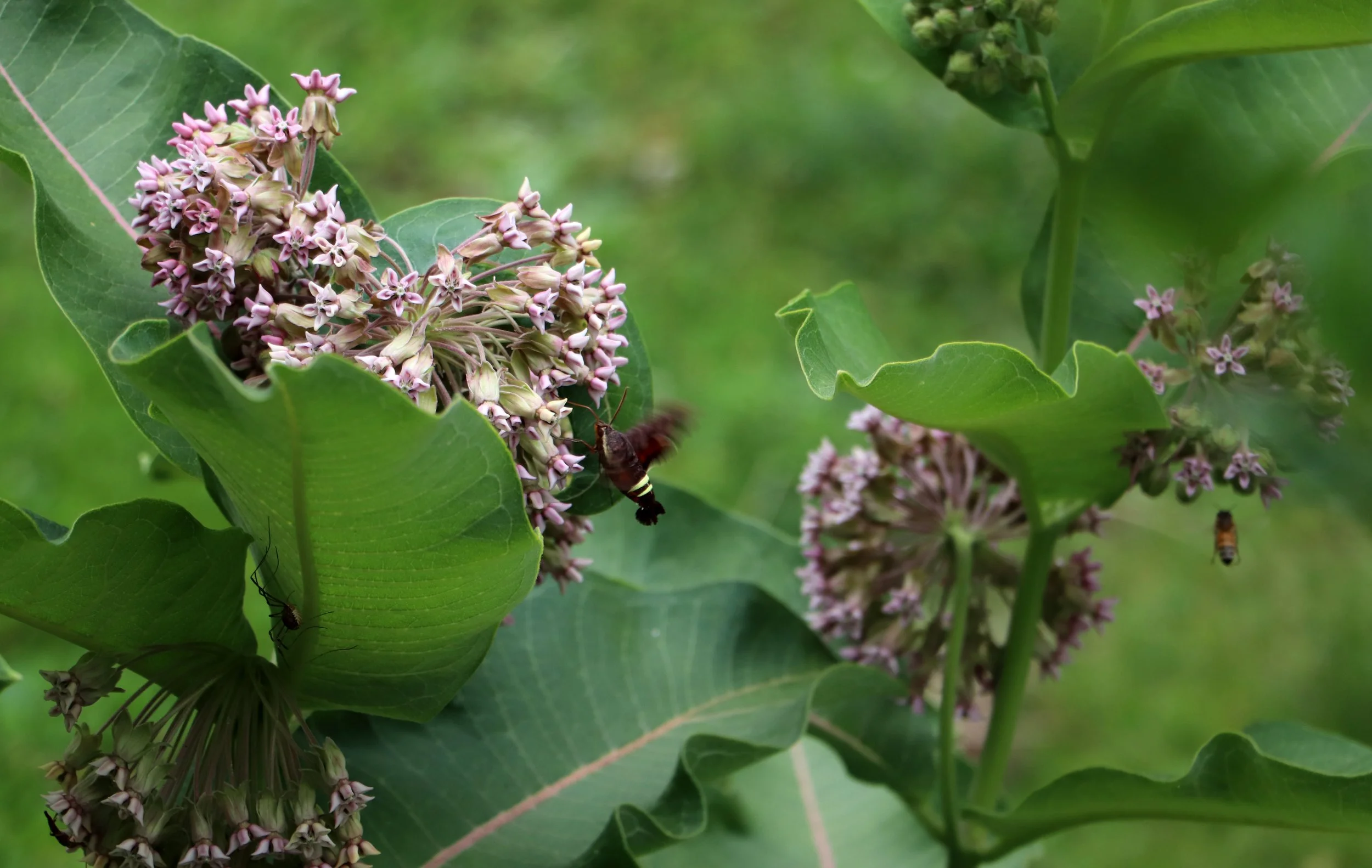 The presence of this moth means your immediate environment is supporting its full life cycle. While the adults are happy to drink nectar from your milkweed, phlox, or lilacs, their caterpillars have very specific tastes
