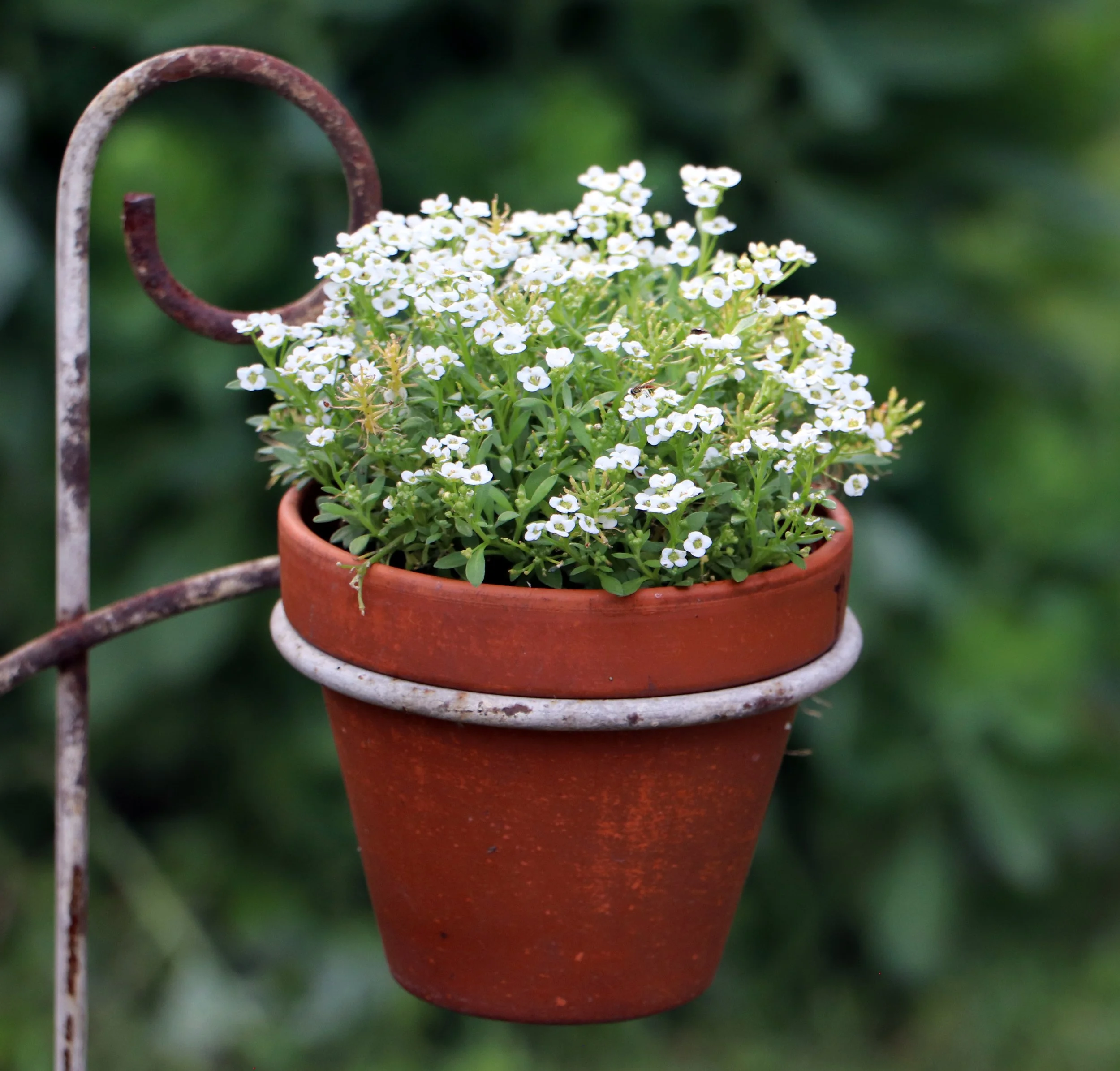 A terracotta flowerpot filled with white flowering plants with small green leaves, placed on a metal plant hanger with rusted spots, outdoors with greenery in the background.