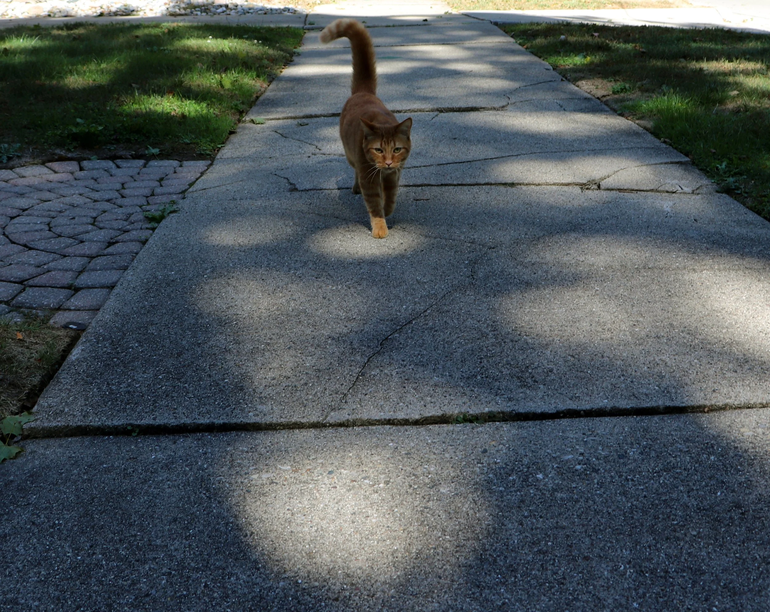 
City cat sidewalk stories capture attention city cat strolls sidewalks urban life comes alive sidewalk adventures intrigue vibrant cityscapes sidewalk paths city cat prowls unique charm captivates city vibes enrich experience city cat ambiance enhan