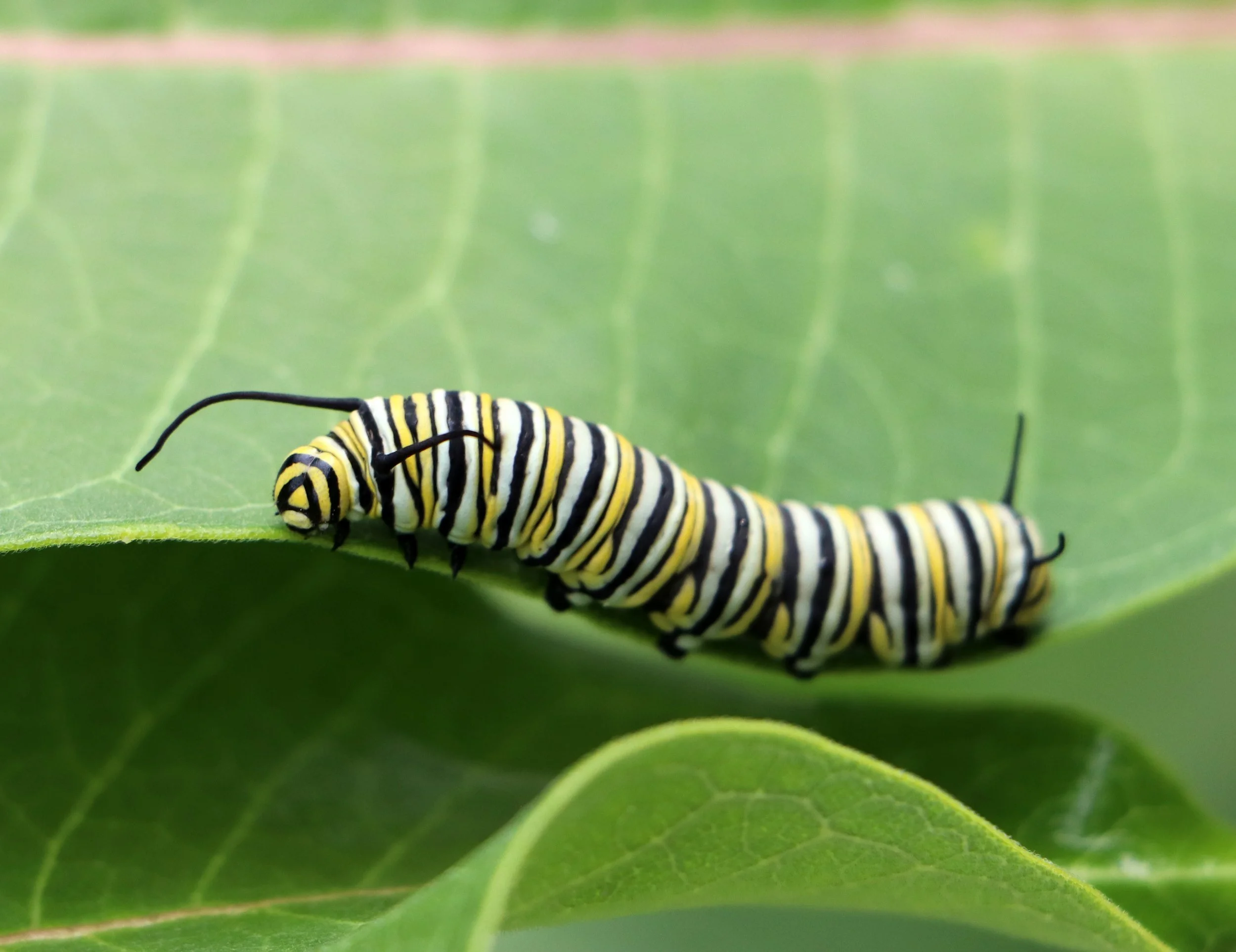Close-up of a yellow and black striped caterpillar on a green leaf.