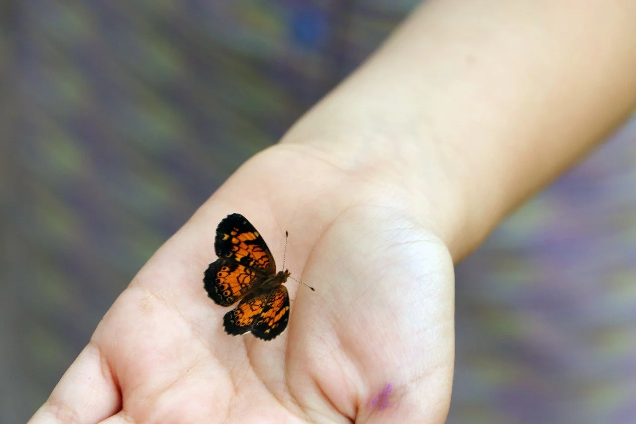 Butterflies in Michigan, like the punctuation marks of nature's language, add vibrant exclamation points to the paragraphs of summer, reminding us that every season has its own story.