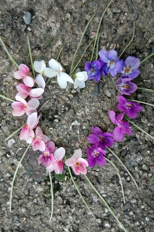 A heart-shaped arrangement of colorful flowers on the ground surrounded by dirt and small rocks.