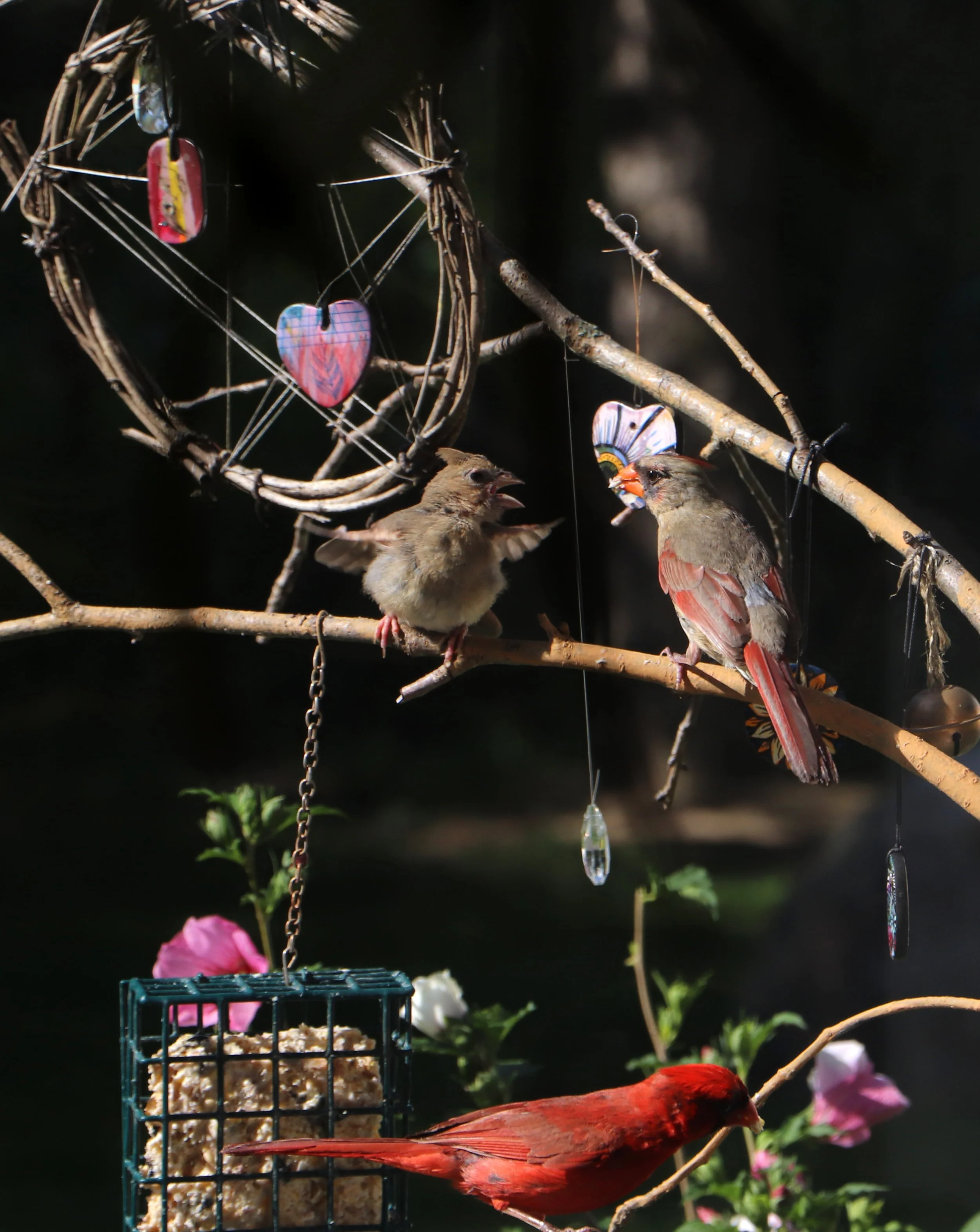Red cardinal male female and fledgling 
