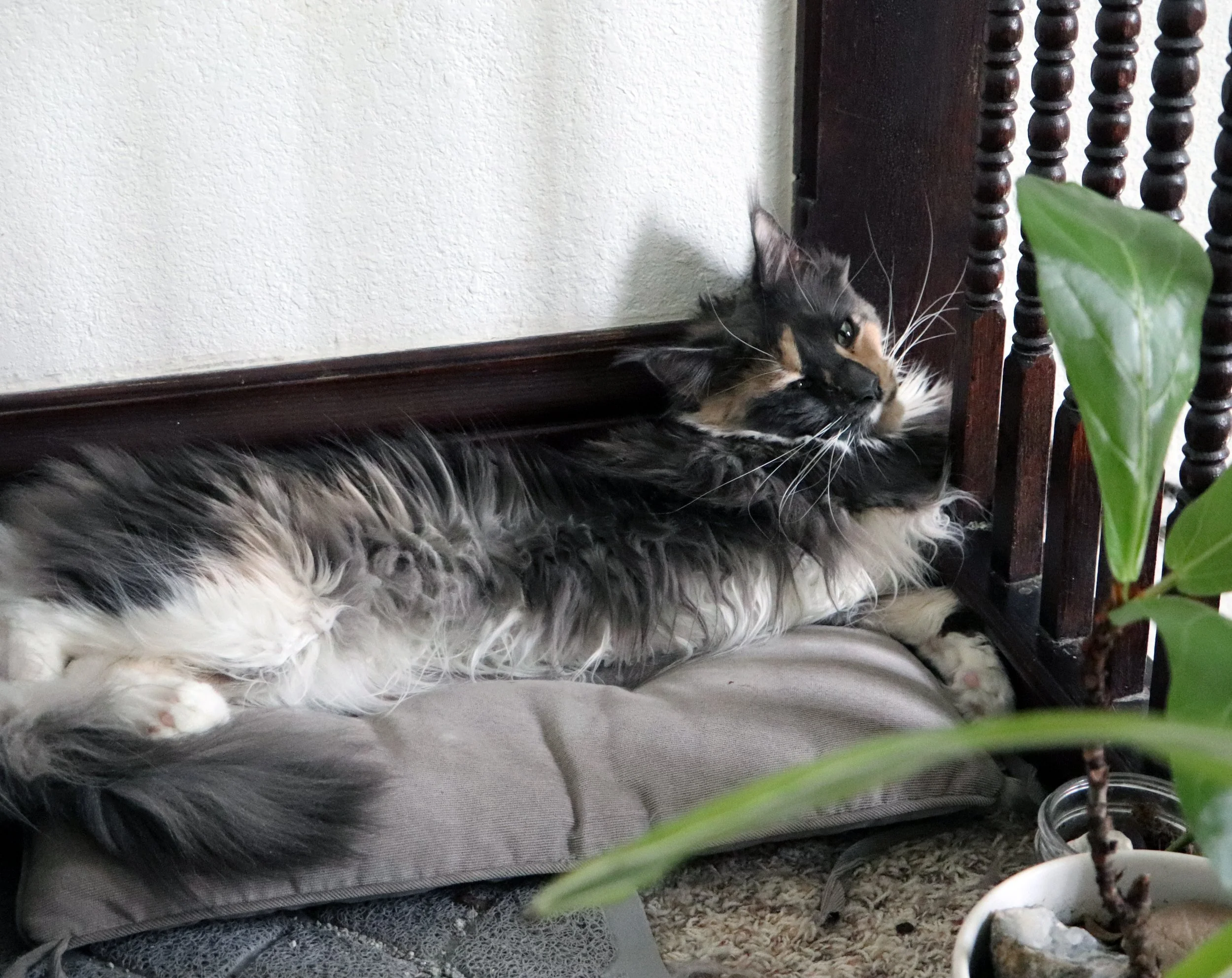 Dilute calico maine coon cat