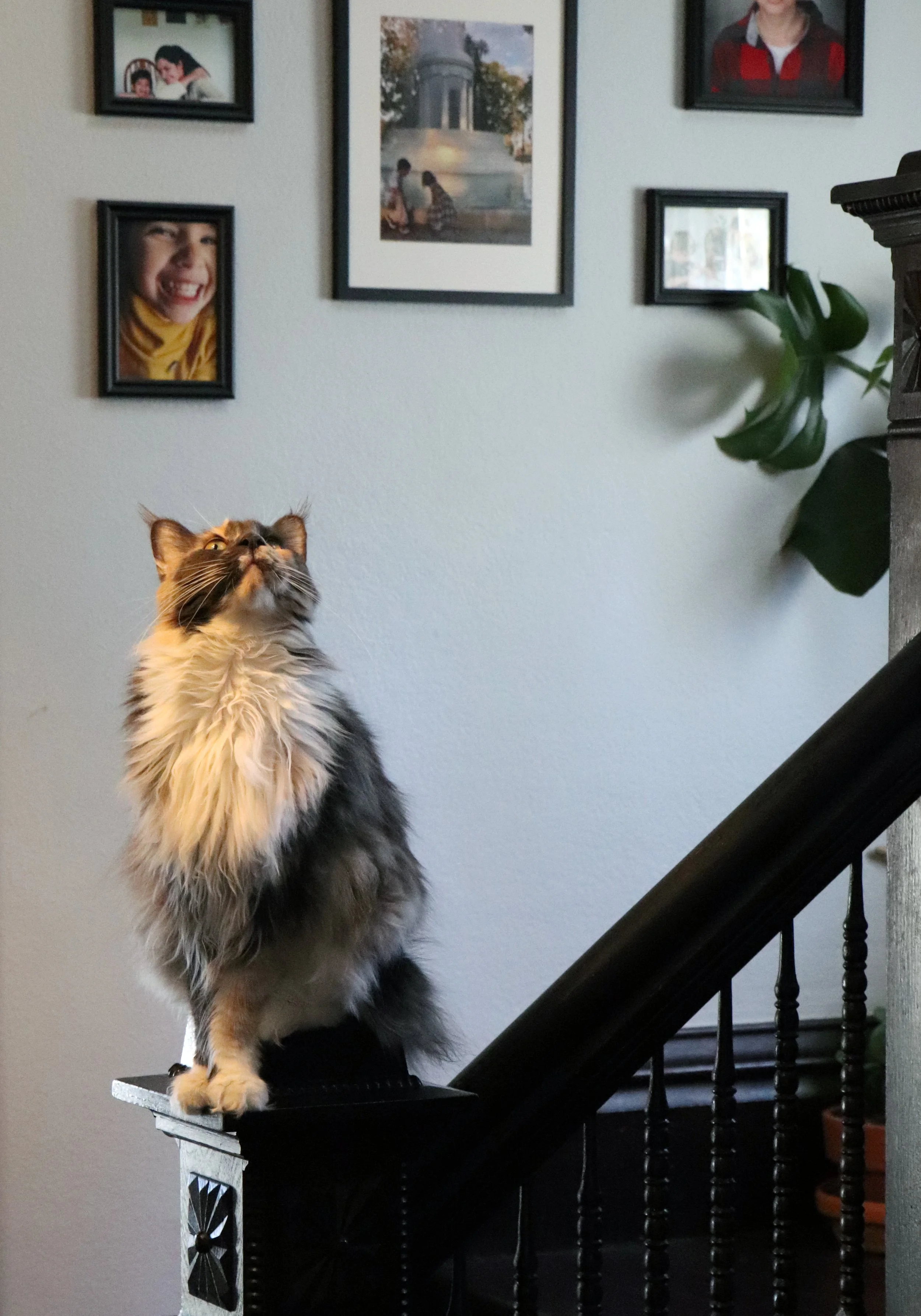 Main Coon dilute calico 