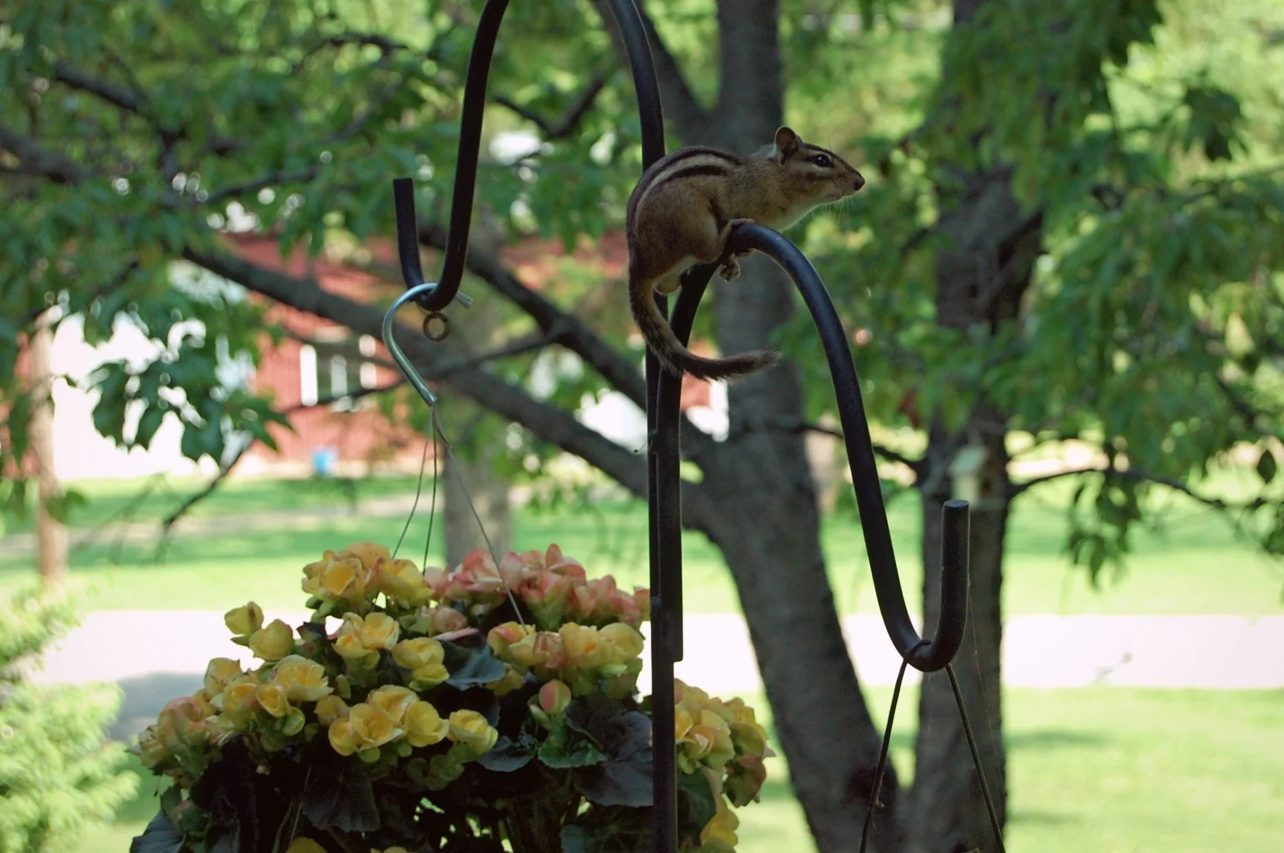 Spring’s gentle touch awakens the chipmunk from its hibernation. Tiny paws explore the earth rich with nature’s colors. Chipmunks dart between budding blooms weaving stories of joy and survival. Their movements mirror the artistic flow of life itself