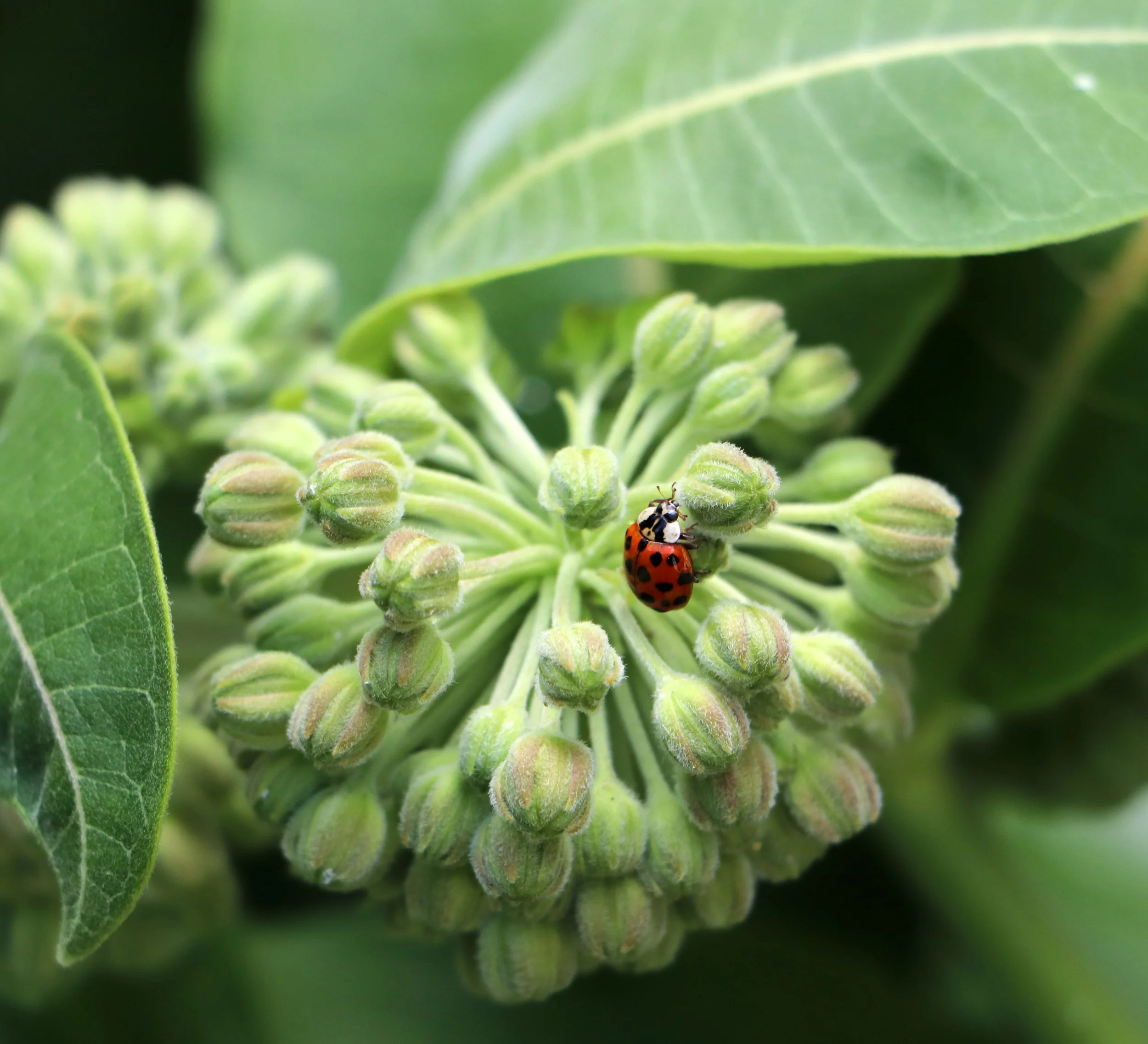 Milkweed