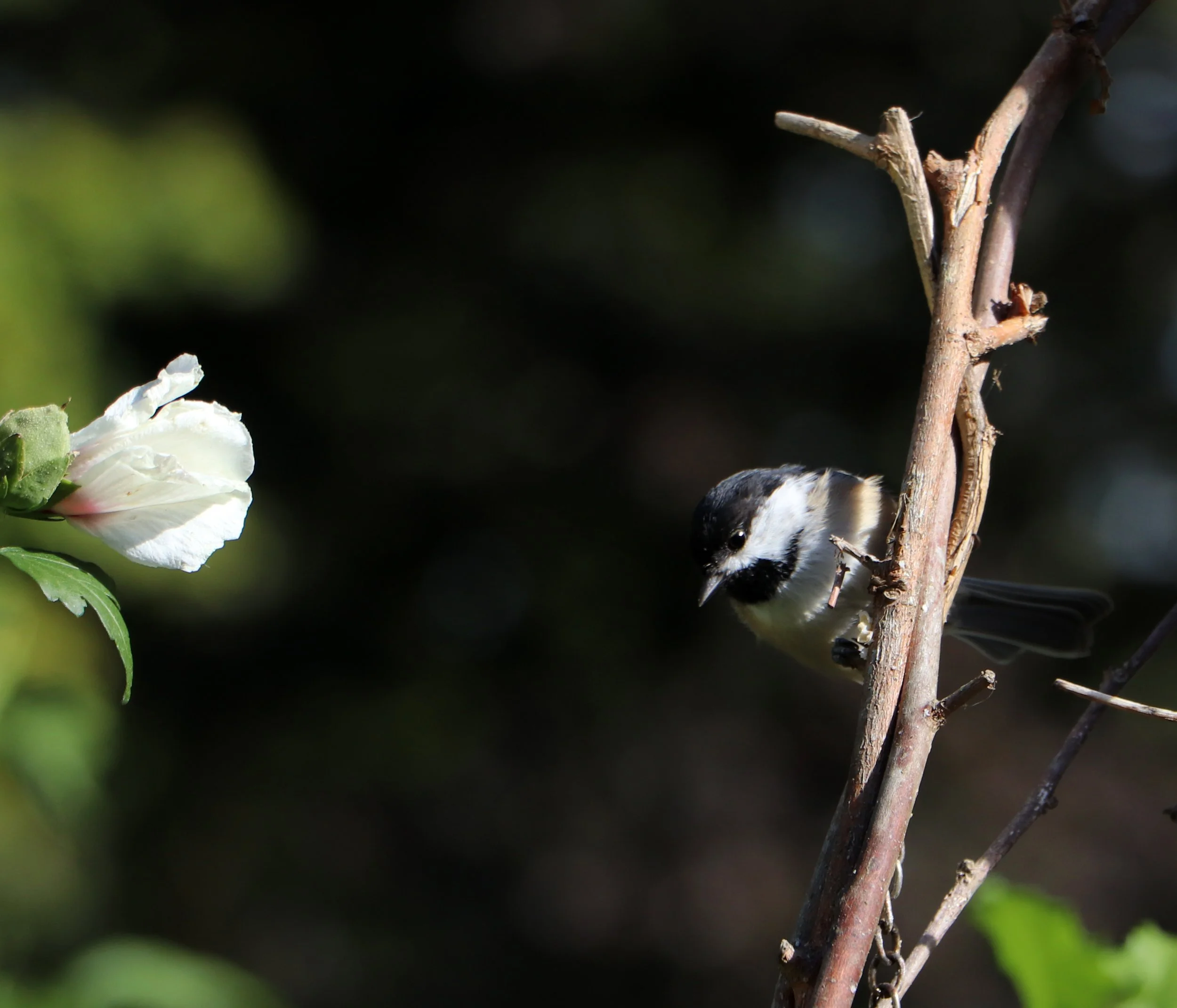 Chickadee